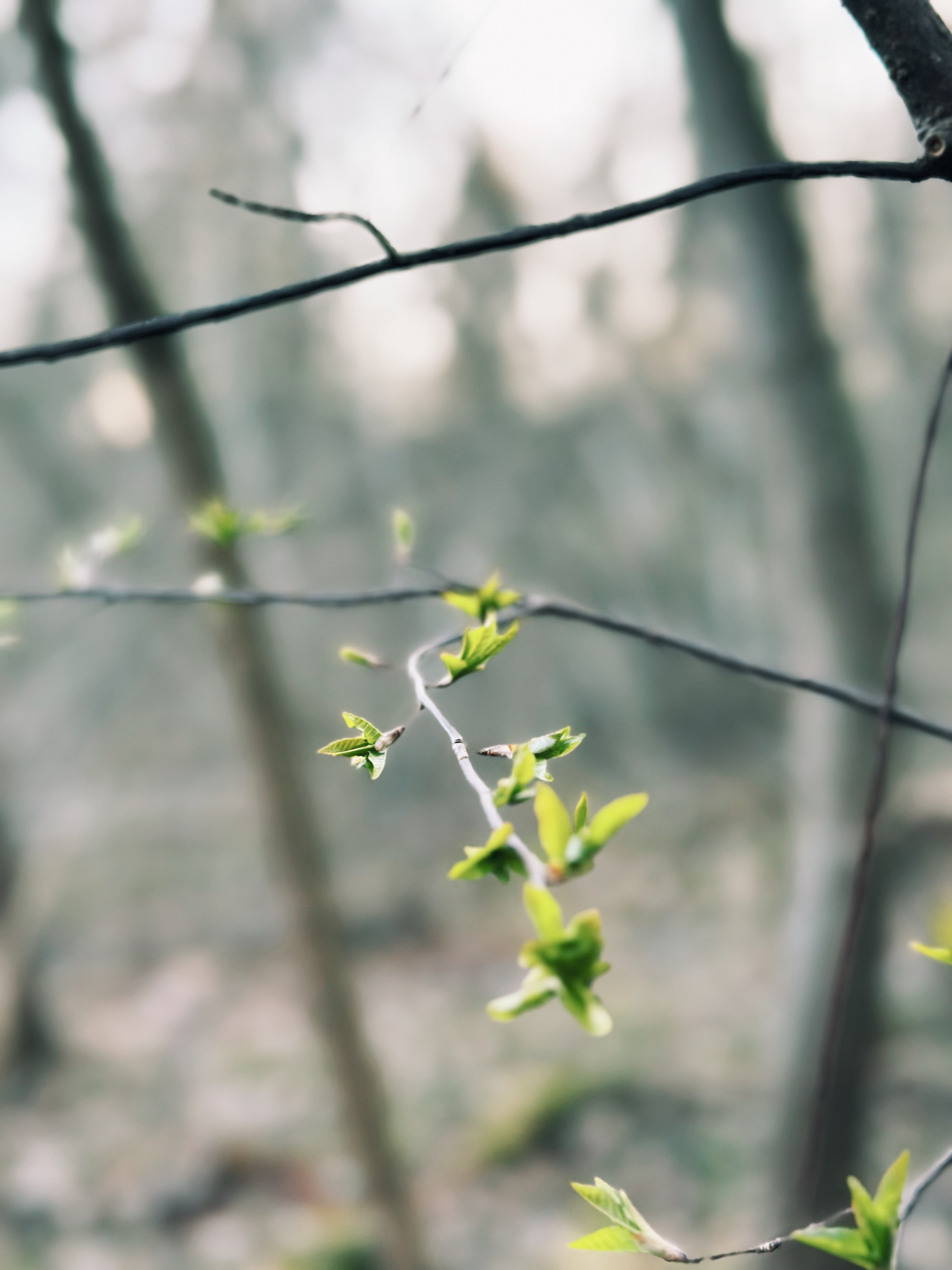 Green growing leaves in a branch, spring time, bokeh