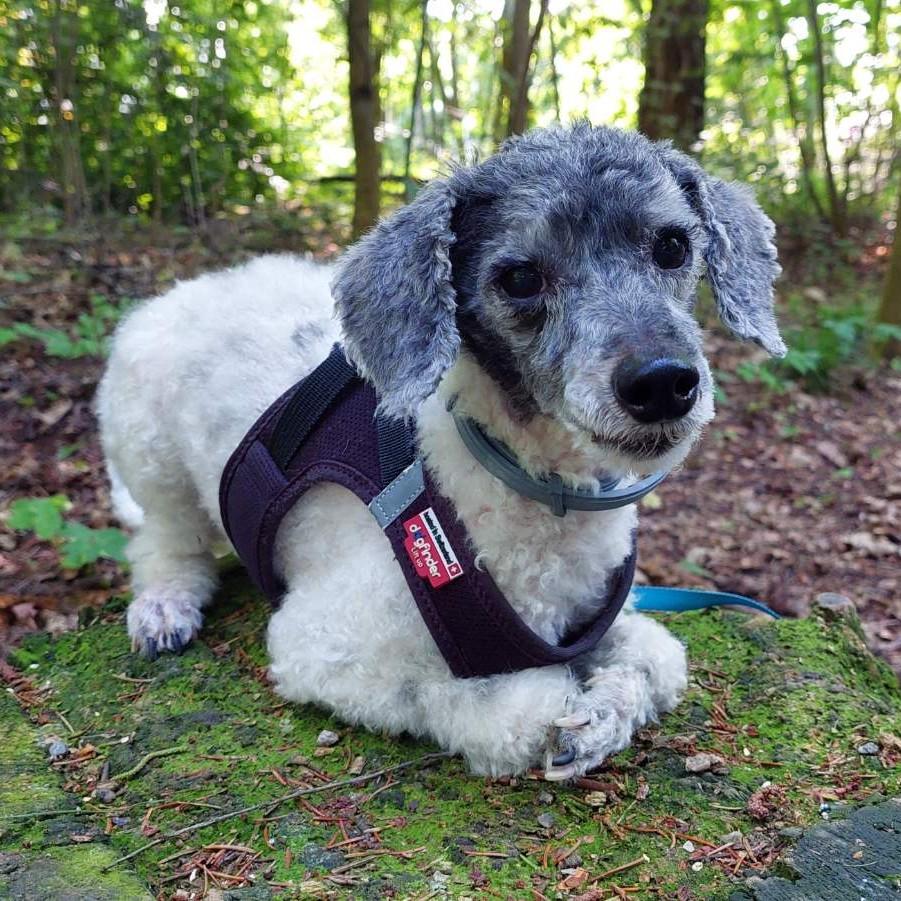 A black-white harlequin poodle lies on a mossy stump in the forest. His body is white and his head once black is now grey as he is 10.5 years old. His face is relaxed. He wears a black harness. His coat is is clipped uniformly short for the summer.
