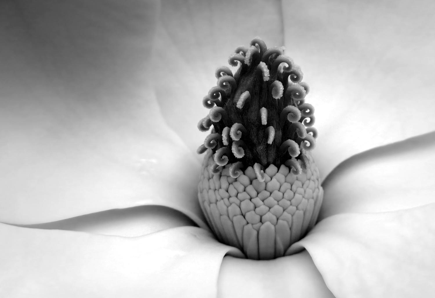 A macro shot of the center of a large Southern Magnolia flower (C)P.Gamble Photography
