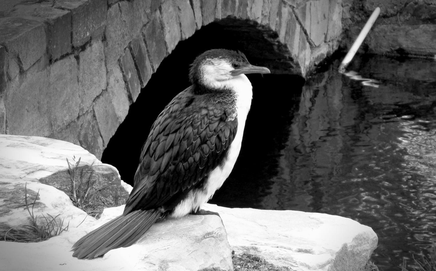 A small pied cormorant sits by a small brick footbridge and the river (C)P.Gamble Photography