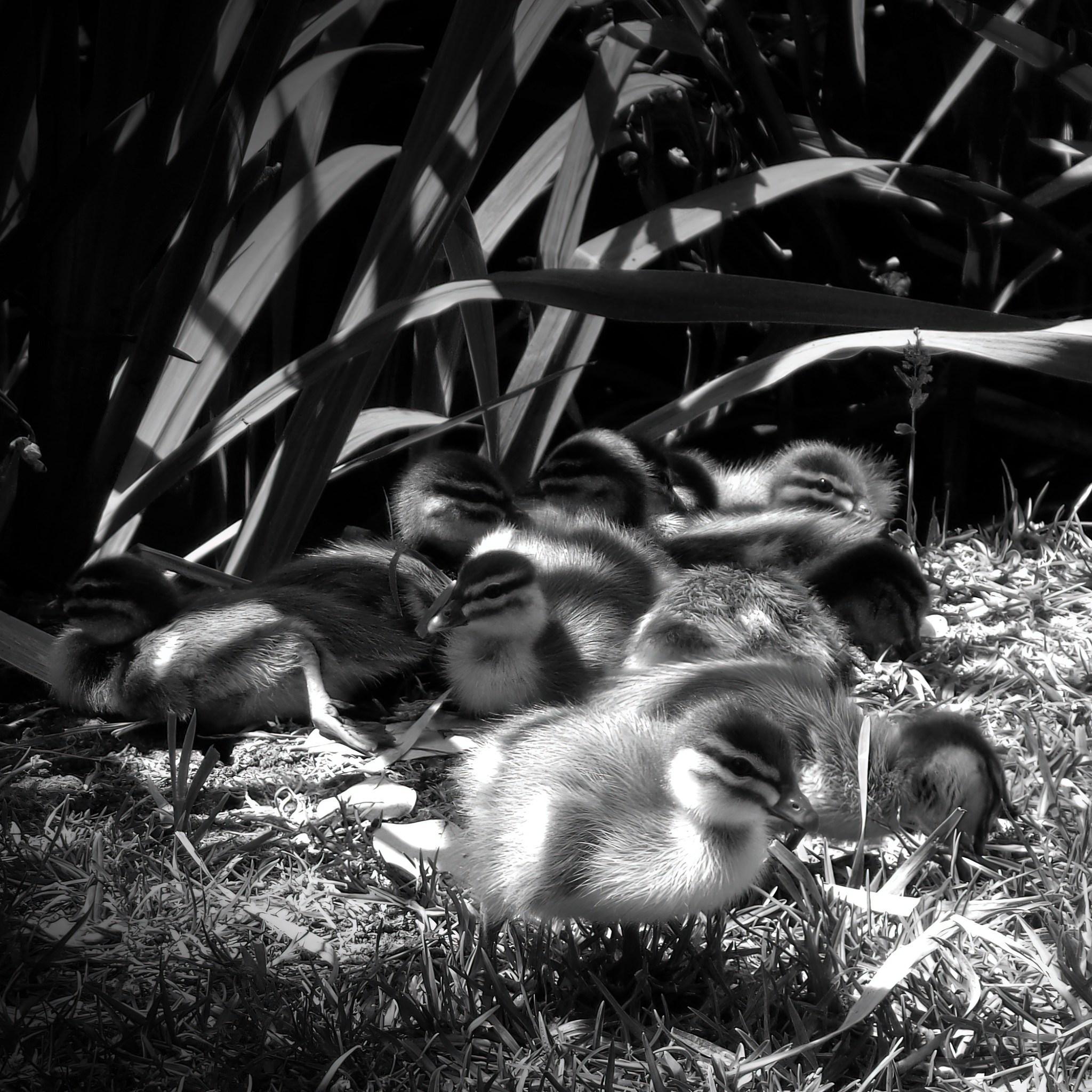 Wood Duck ducklings in the shade of reeds in summer (C)P.Gamble Photography