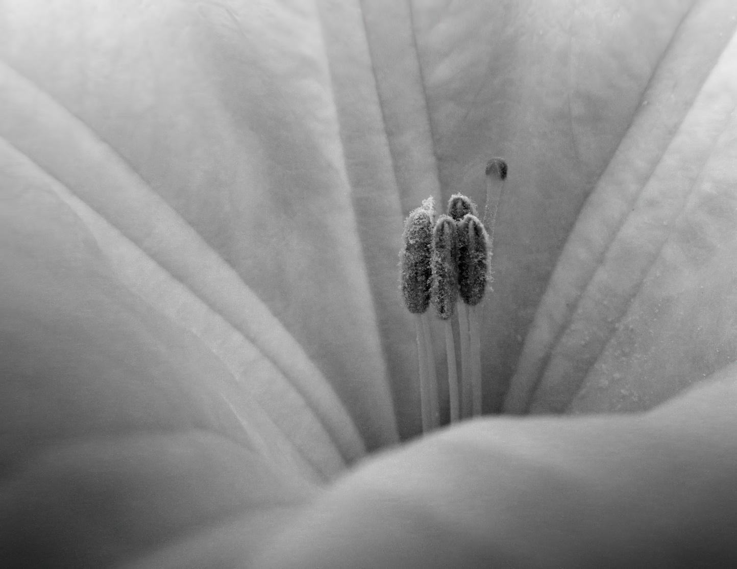 Close up shot of the stamens of an angels trumpet flower (C)P.Gamble Photography