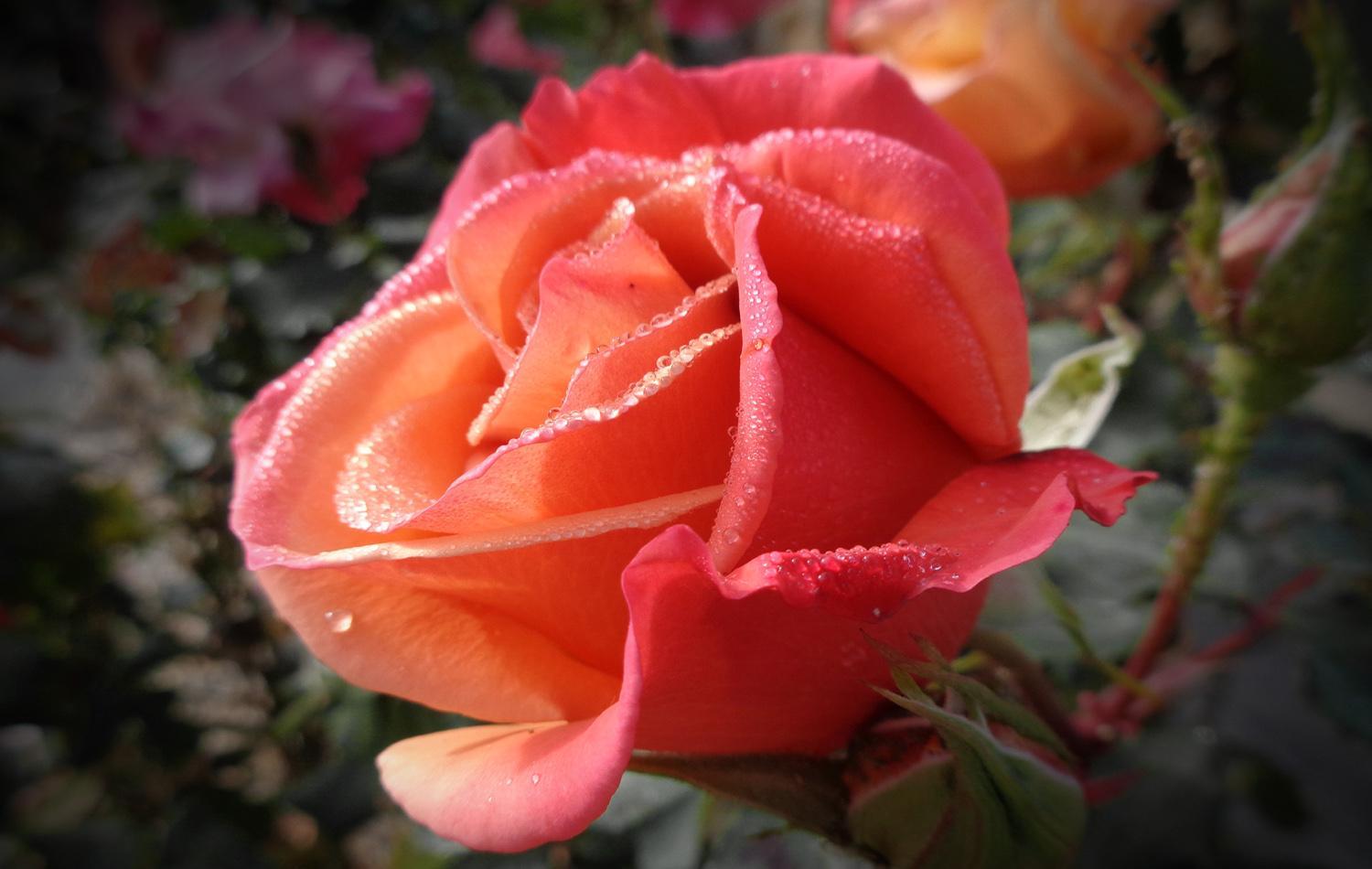 A nice orange/red rose with morning dew on its petals (C)P.Gamble Photography