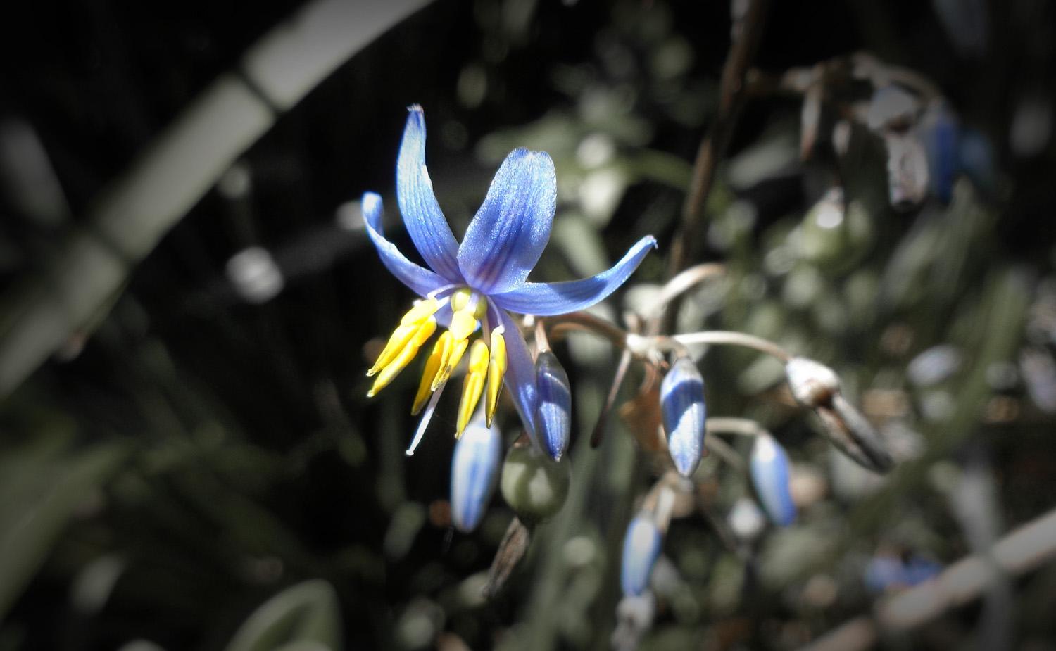 A blue and yellow flax lily (C)P.Gamble Photography