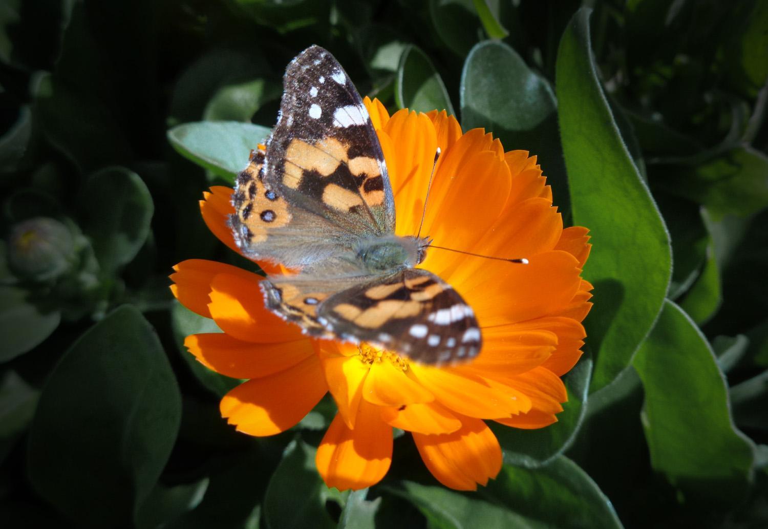 An intricately patterned moth/butterfly on an orange flower (C)P.Gamble Photography