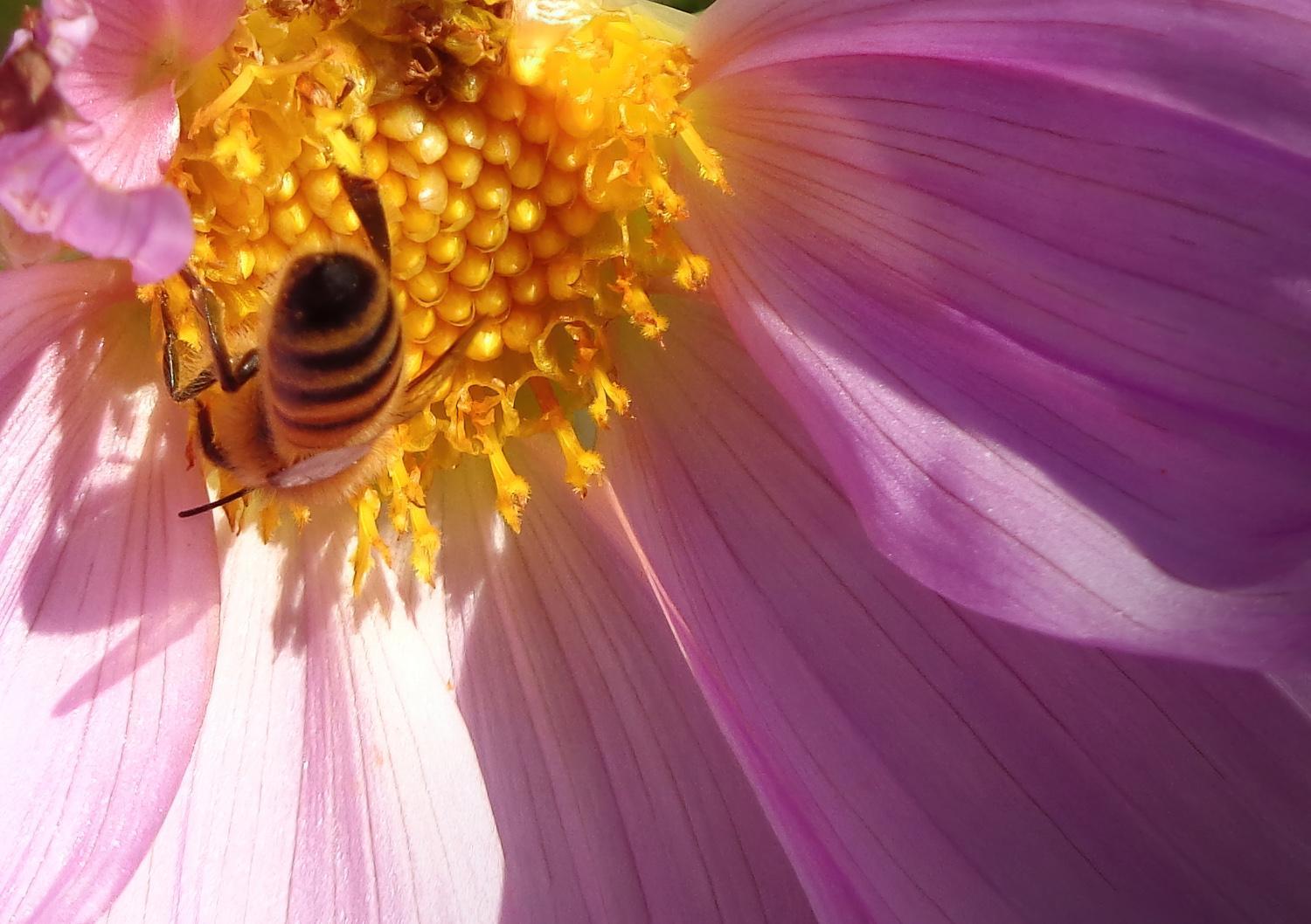 A bee visiting a tree dahlia flower close up (C)P.Gamble Photography