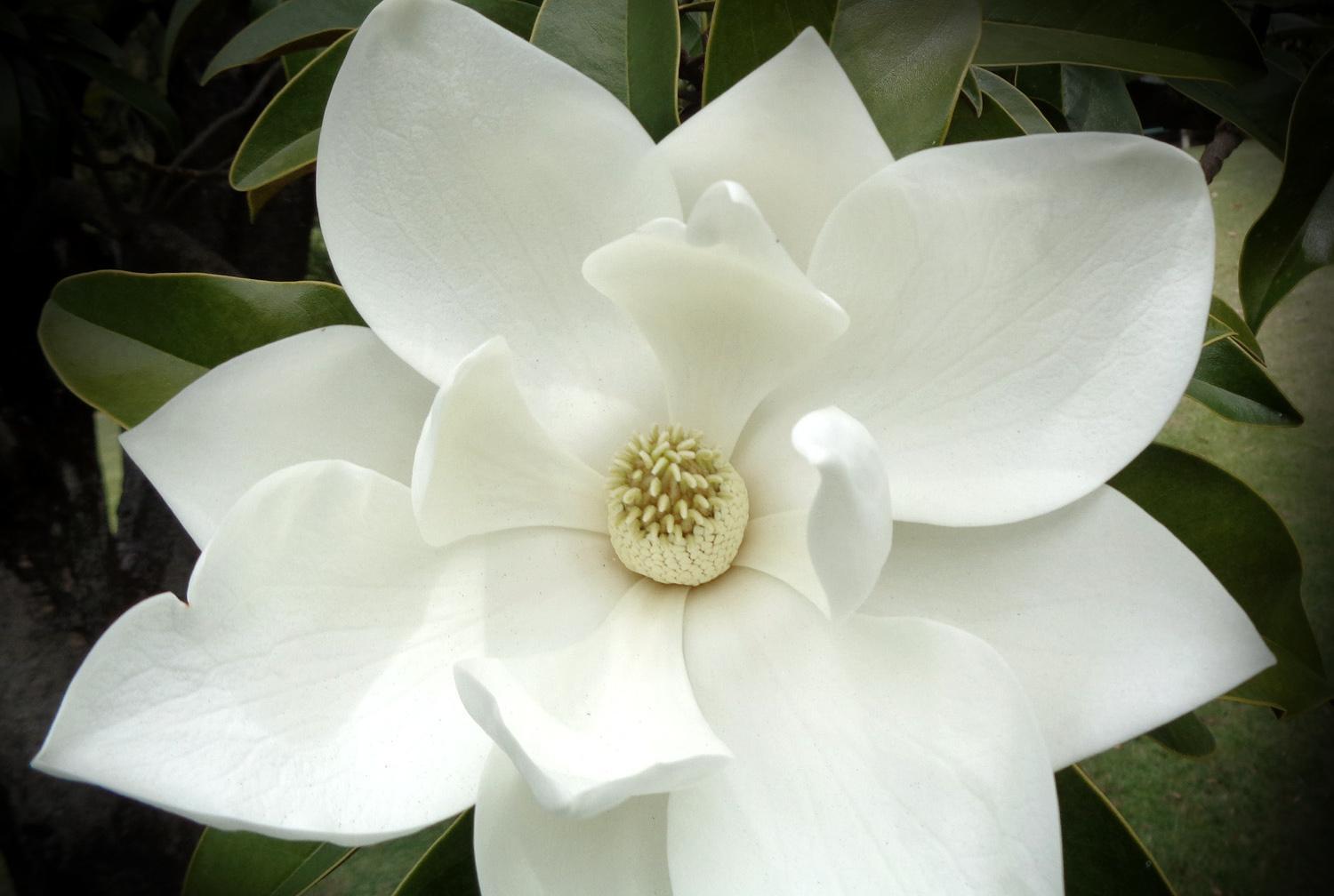 A large Southern Magnolia flower fully open (just a little bigger than a dinner plate) (C)P.Gamble Photography