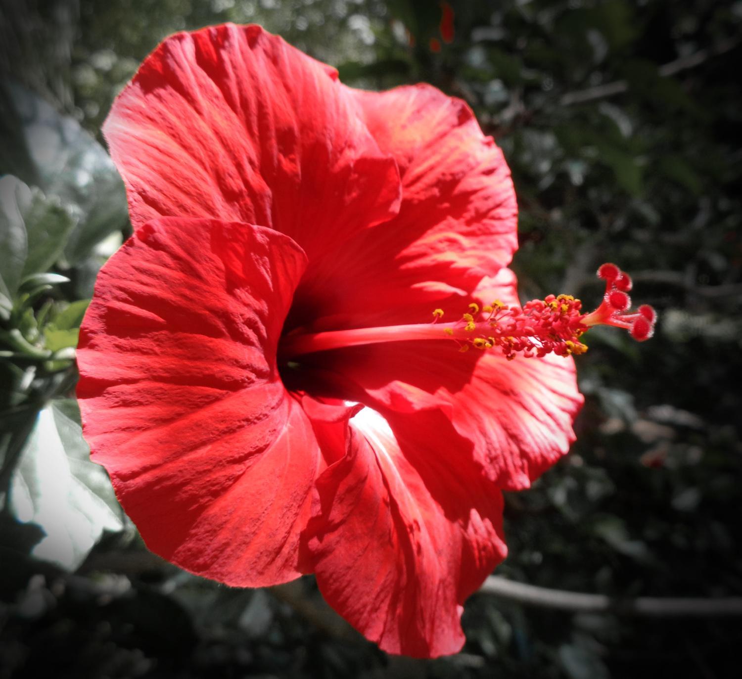A vibrant red Hibiscus flower (C)P.Gamble Photography