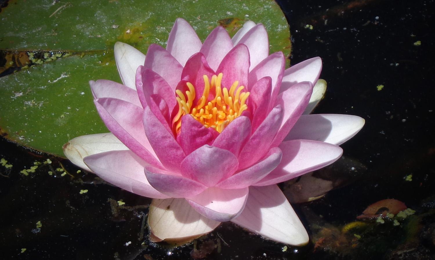 A pink and yellow Water Lily flower (C)P.Gamble Photography