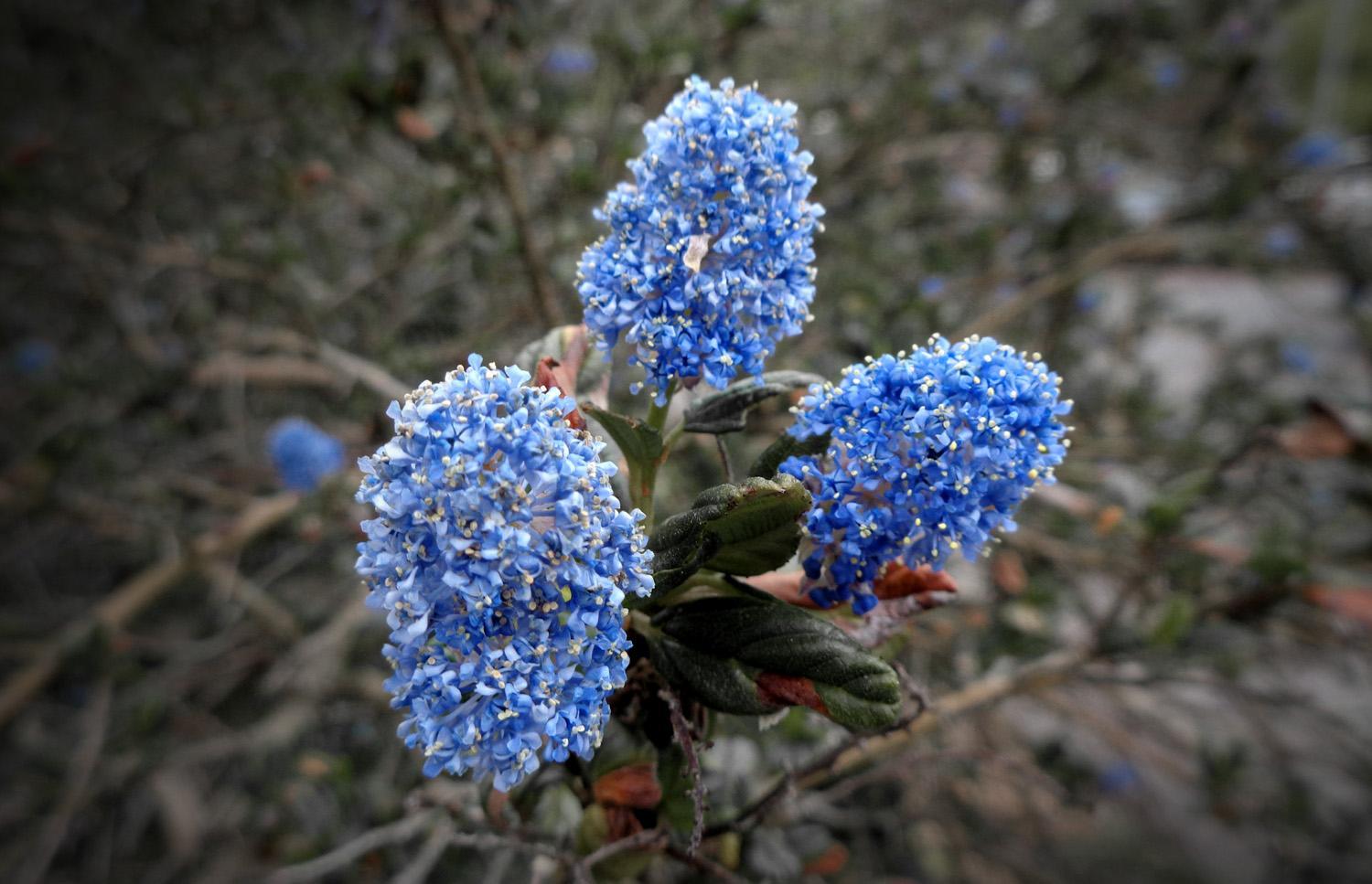A group of vibrant blue Lilac flowers (C)P.Gamble Photography
