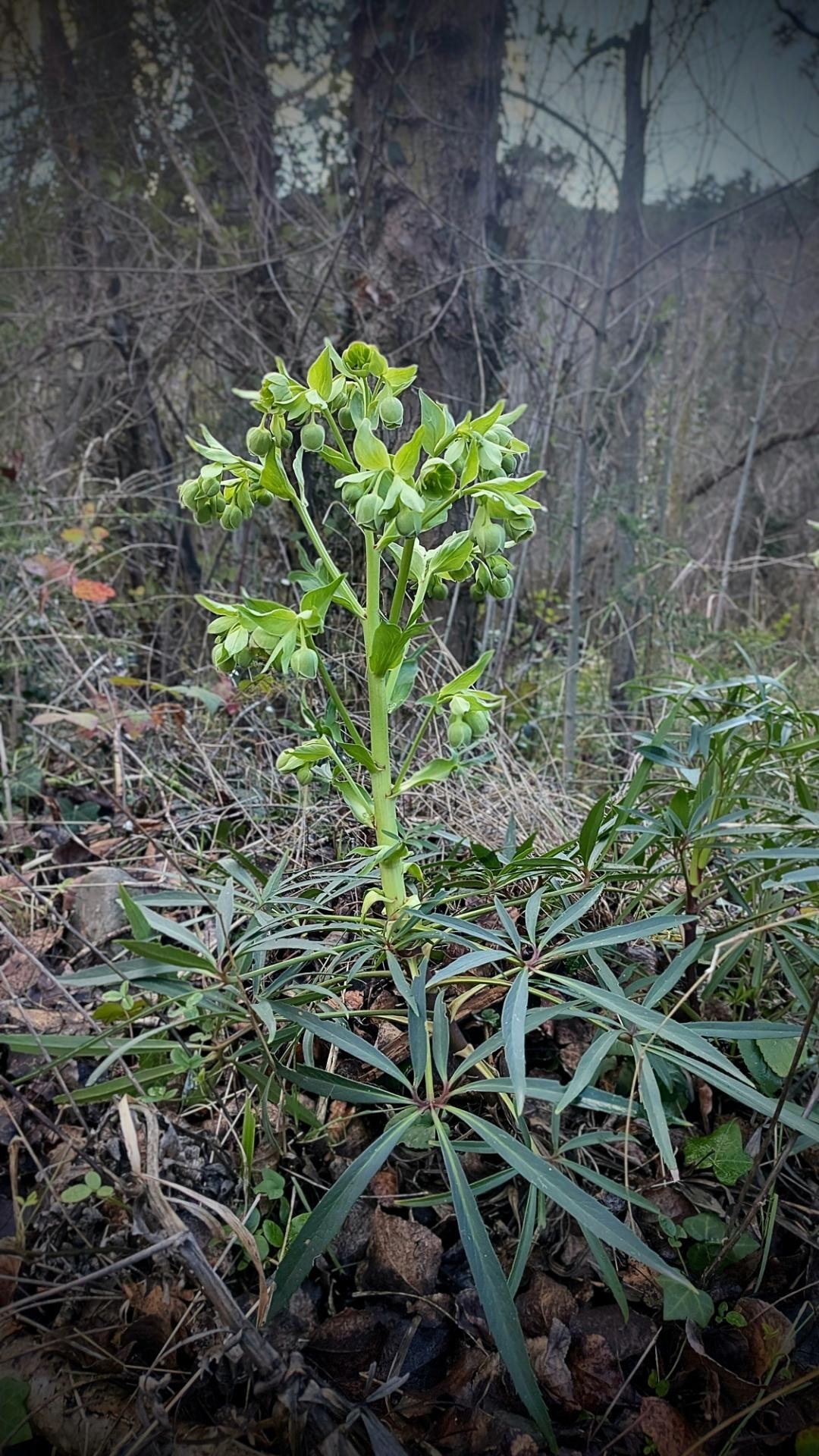 Helleborus foetidus florit creixent en un bosc de ribera
