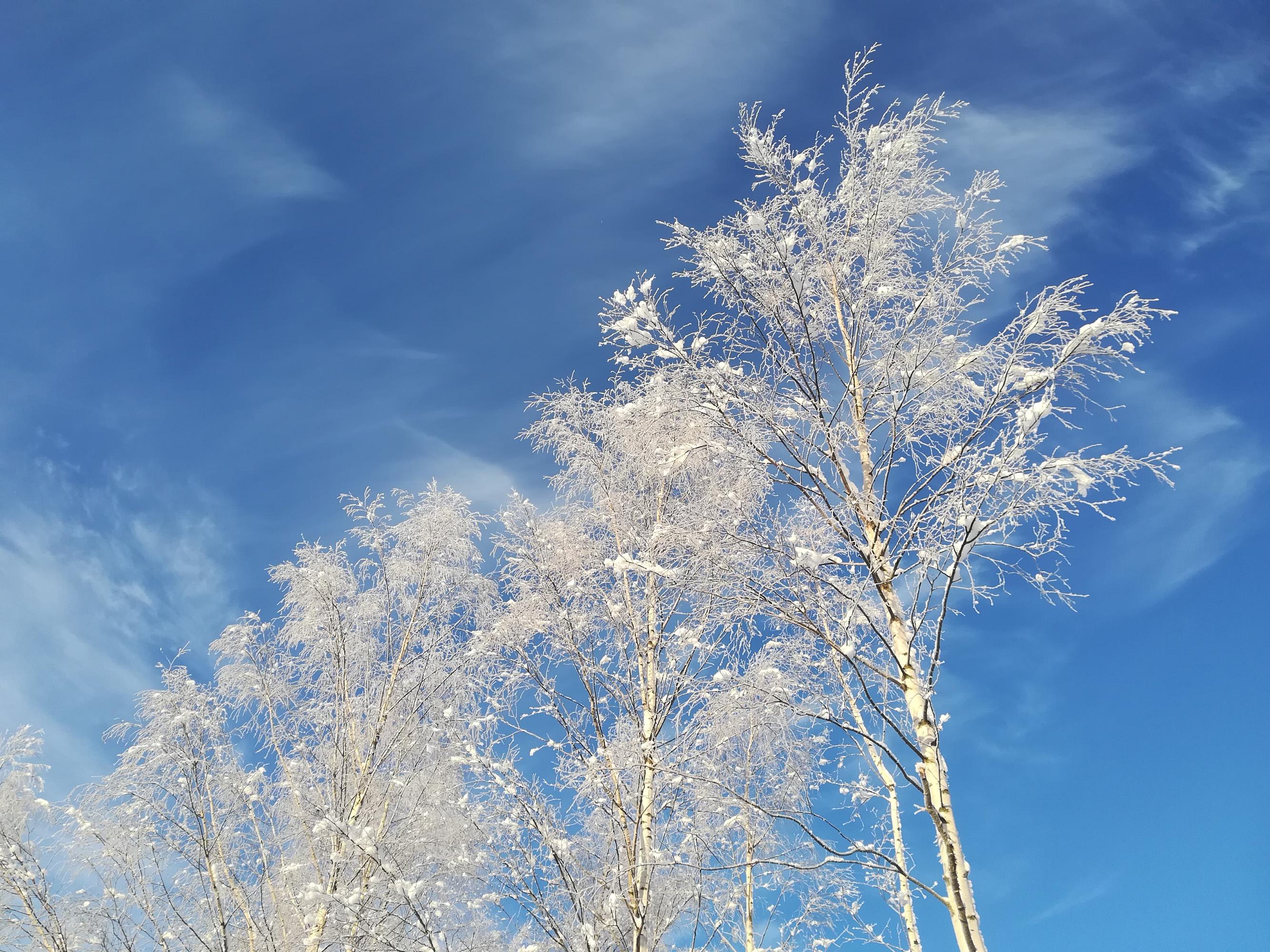 Alaviistosta otettu kuva koivuista ja niiden takana olevasta sinitaivaasta. Taustan pilvenhaituvat näyttävät hieman siltä kuin joku olisi vetänyt taivaalle satunnaisia, kevyitä vetoja leveällä siveltimellä. Koivut ovat kuuran peitteessä ja lähes kauttaaltaan valkoisia. Sen lisäksi niiden oksille on kertynyt sinne tänne hieman lunta.