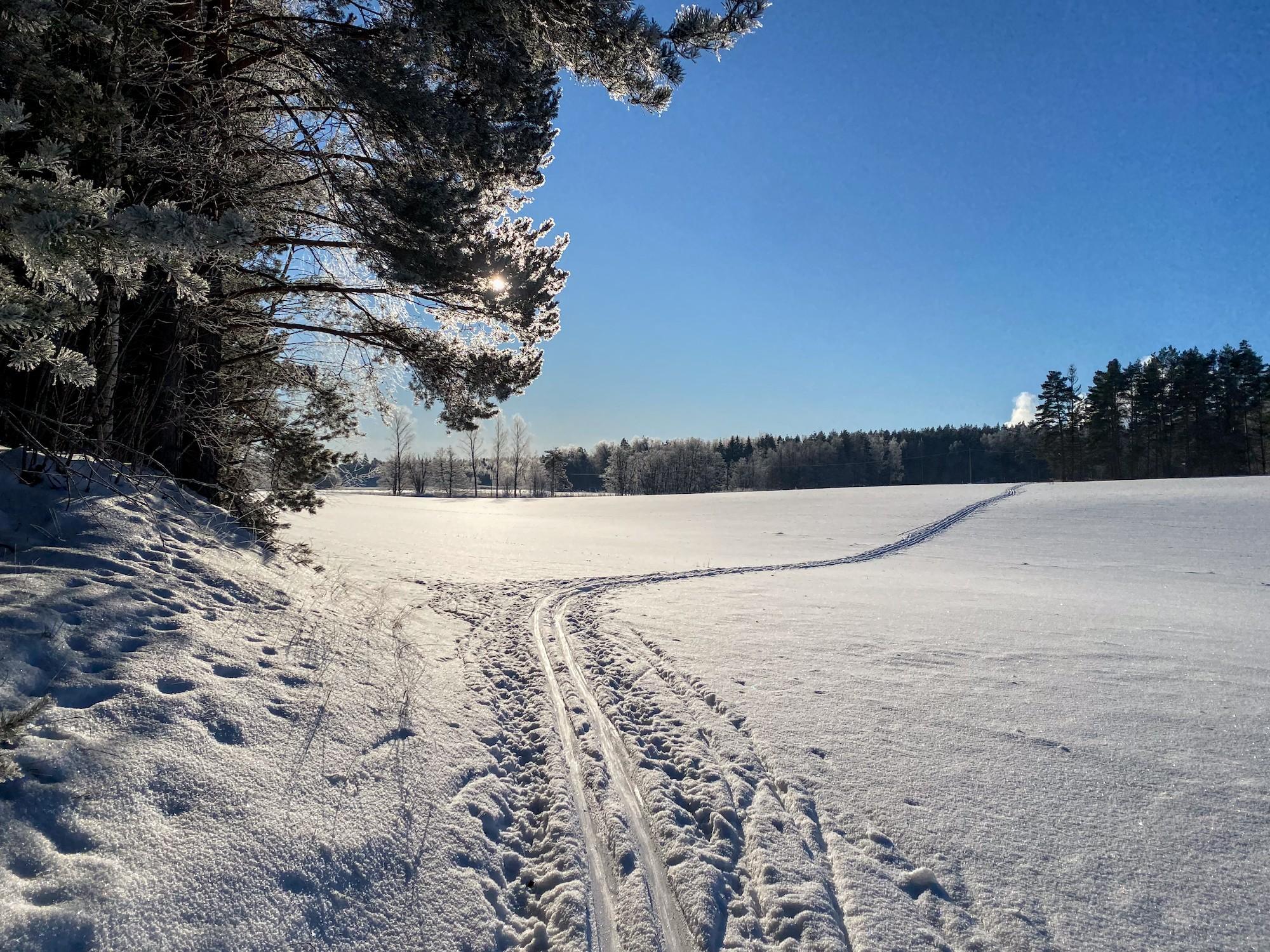 Latu kaartaa vasemmasta pellonreunasta viistosti oikealle pellon yli. Aurinko paistaa männynoksan takaa ja saa huurteiset neulaset kimmeltämään. Taivas on kirkas.