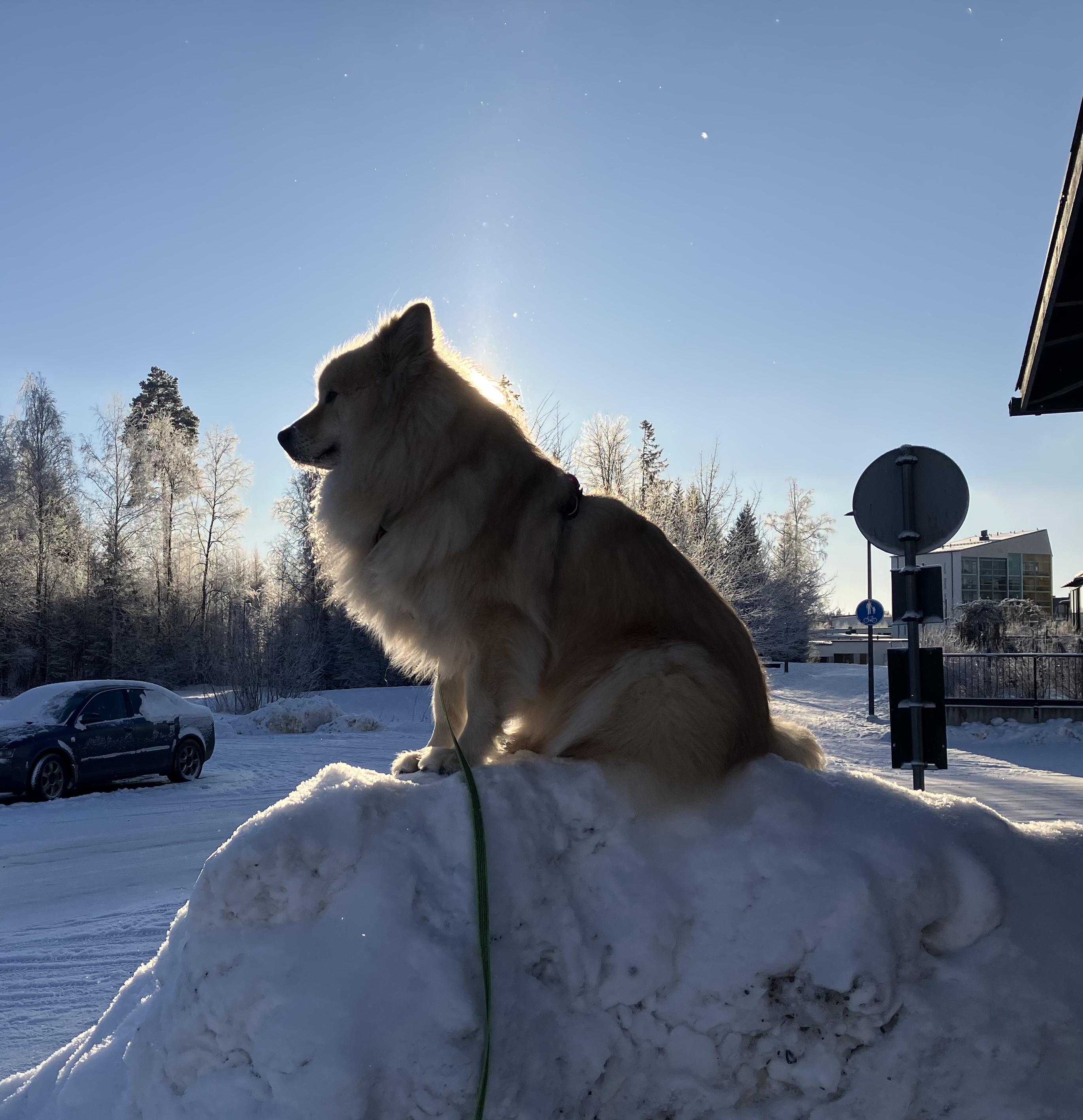 Tuuhea pystykorvainen koira istuu lumikasan päällä. Aurinko paistaa koiran takana ja luo hehkuvat ääriviivat koiralle.