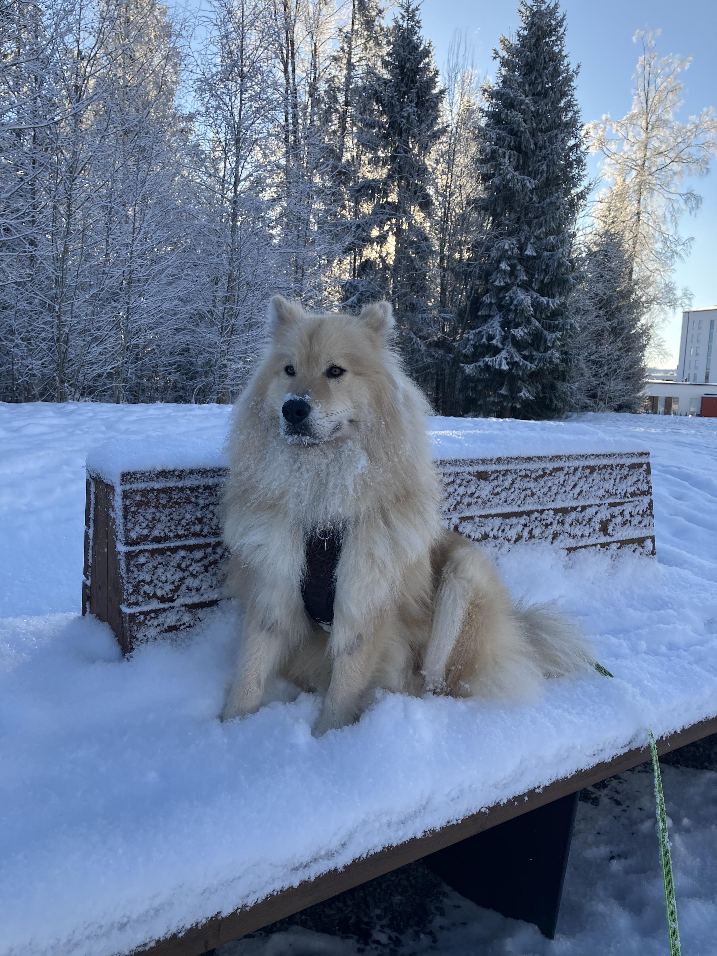 Koira nauttii talvisäästä puistonpenkillä.