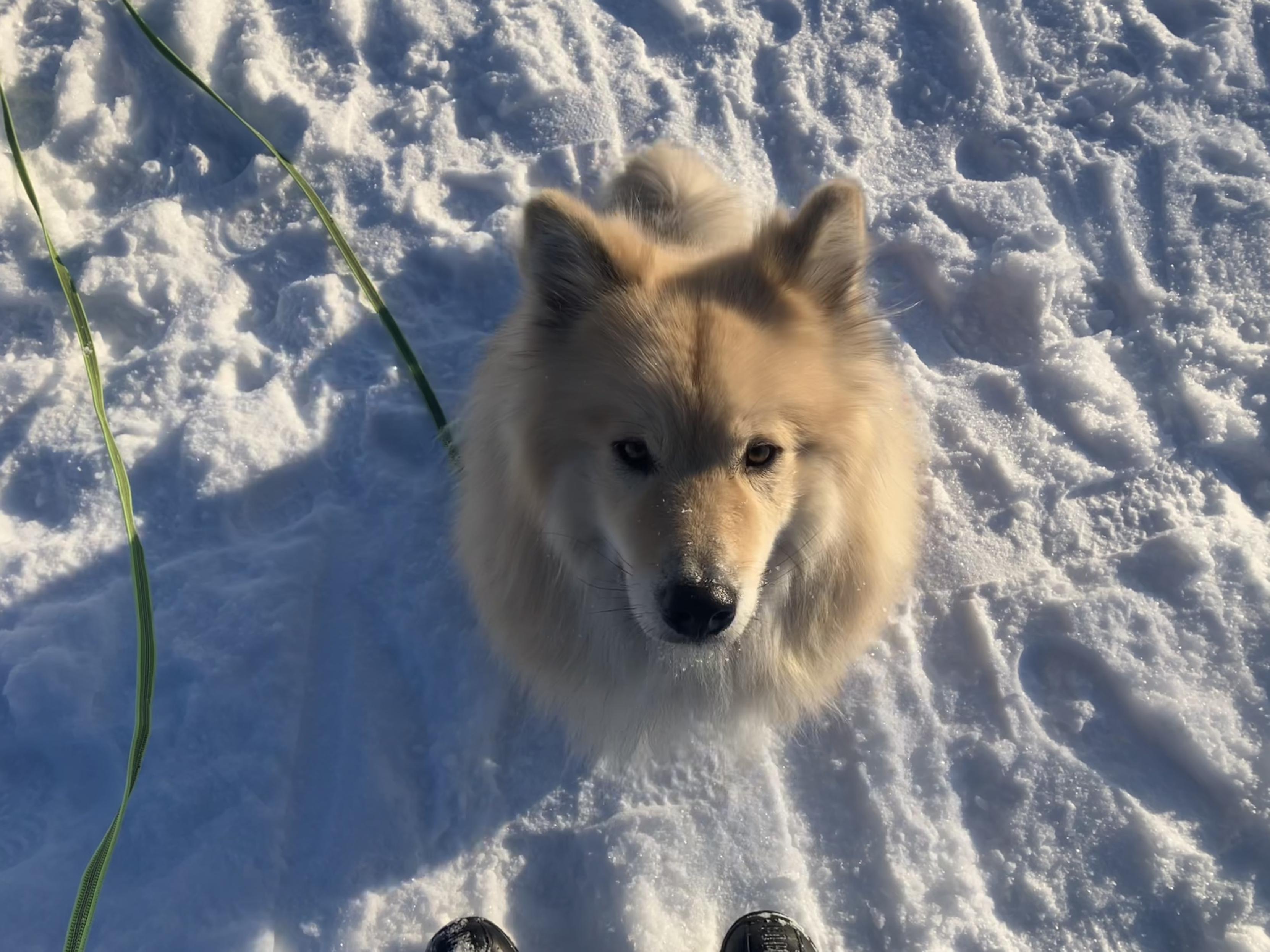 Koira istuu kuvaajan edessä tomerana. Kuva otettu yläviistosta.