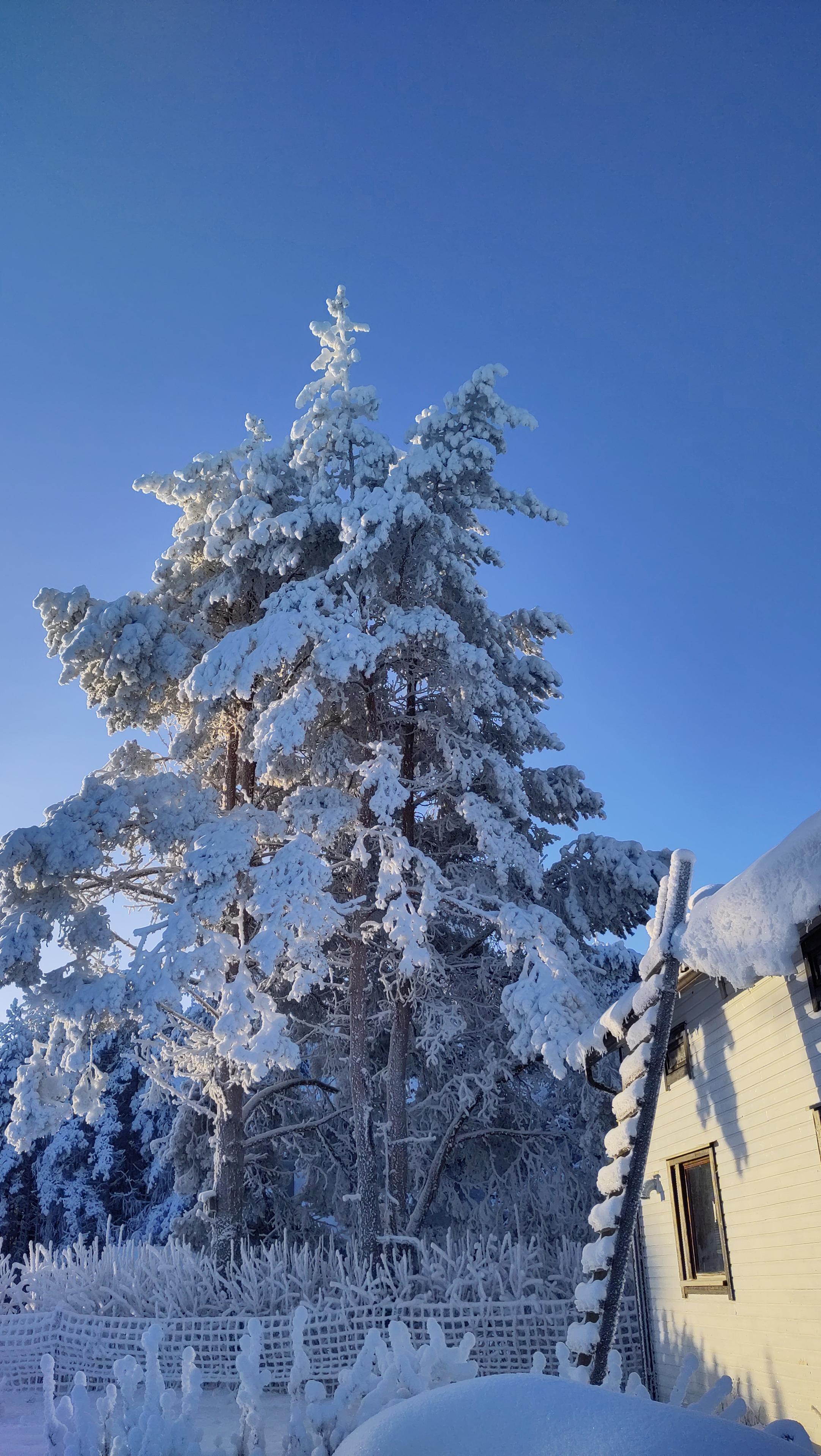 Taloa ja iso, luminen mänty pakkasauringossa