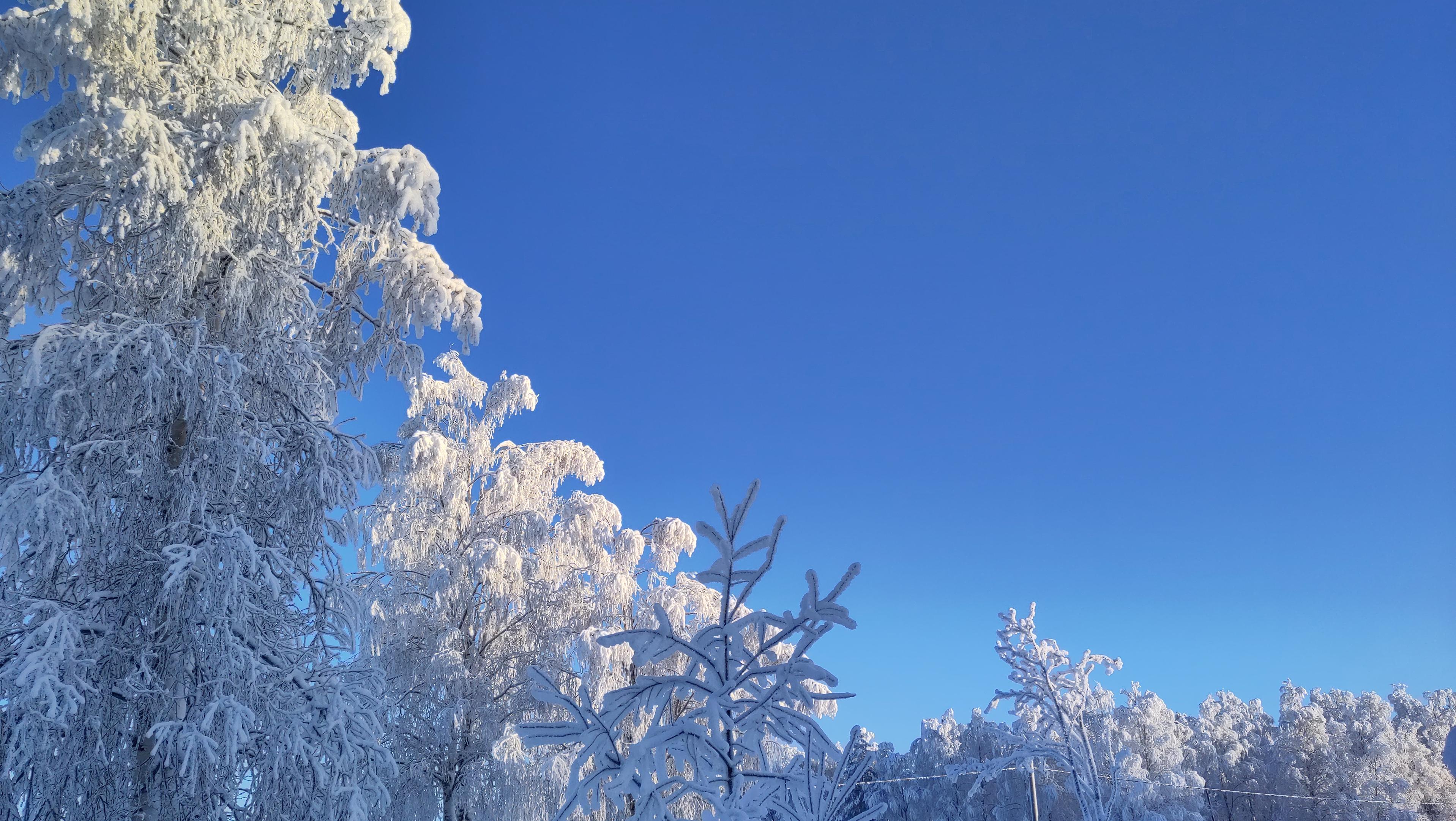 Sininen on taivas ja lumisia koivuja