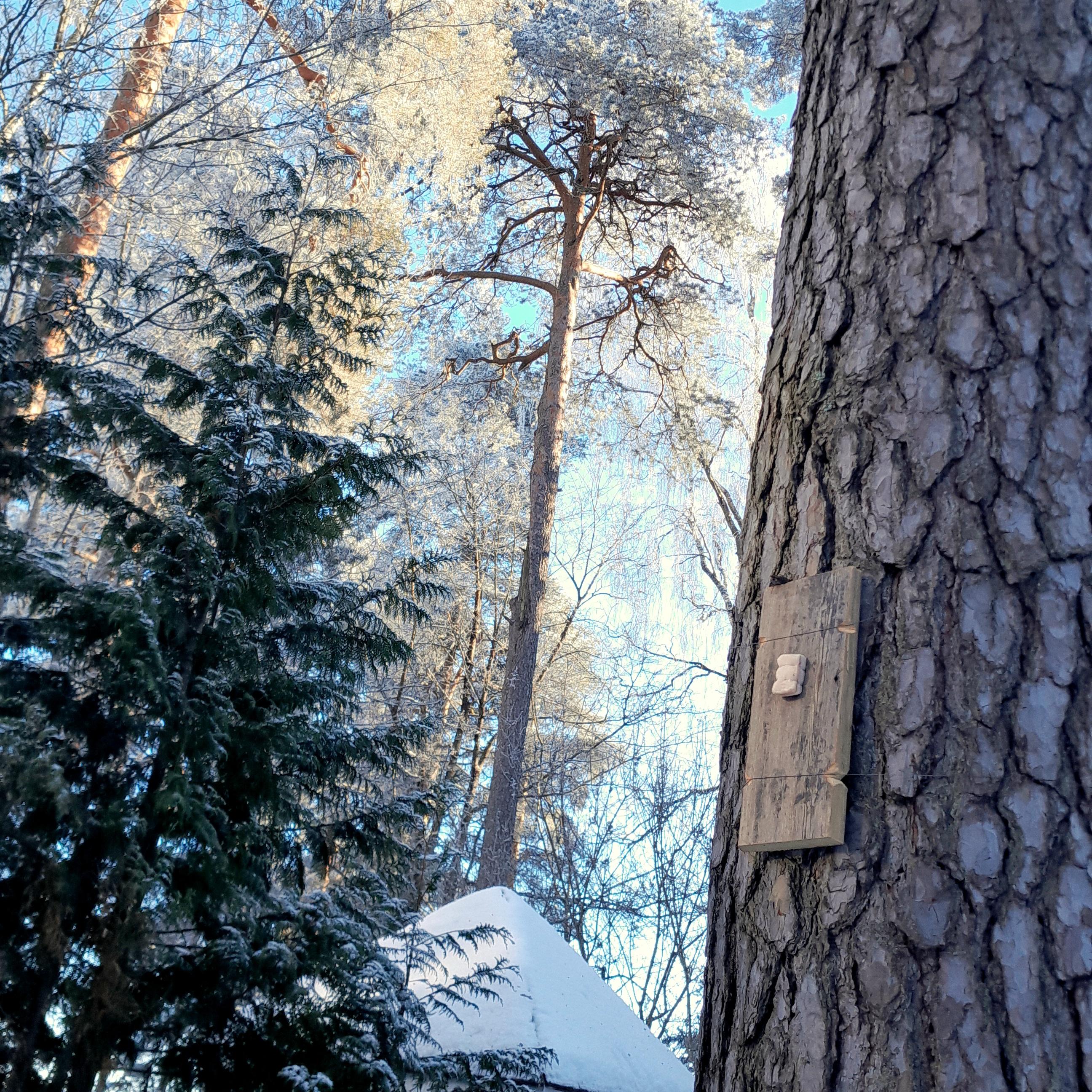 Silavalauta on kiinnitetty isoon mäntyyn rautalangalla. Taustalla näkyy huurteisia puita auringossa ja niiden takana sinistä taivasta.