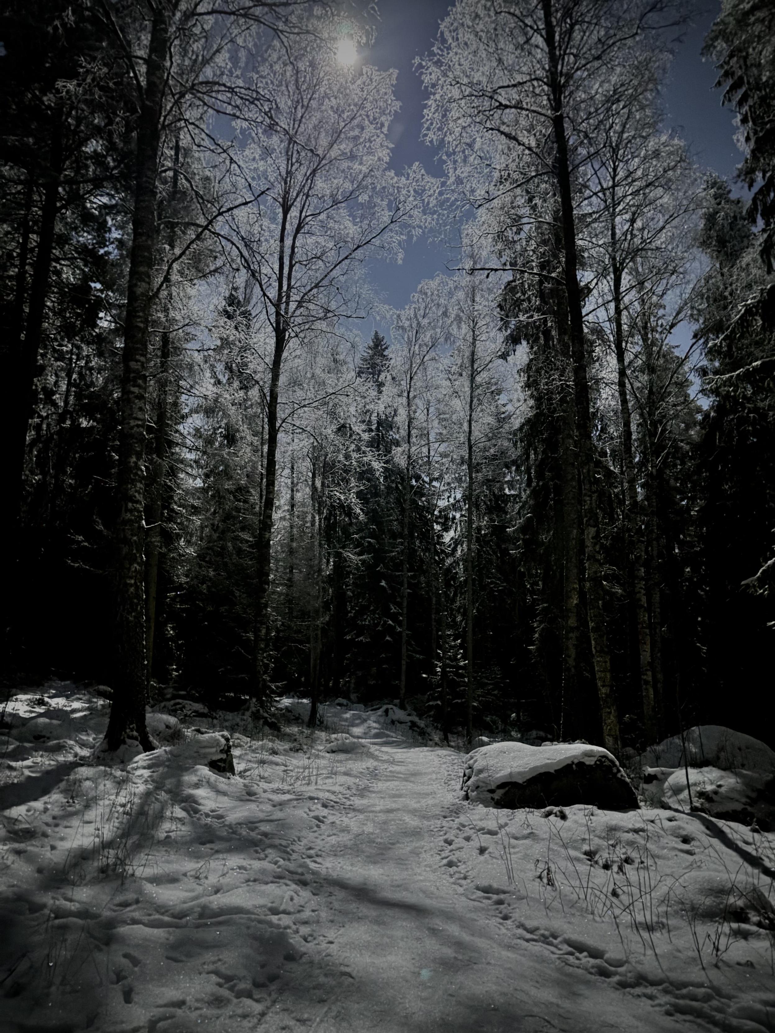 Leveä, hankeen tamppautunut metsäpolku nousee rinnettä ylös haapojen ja koivujen välissä. Ylhäällä loistaa täysikuu.