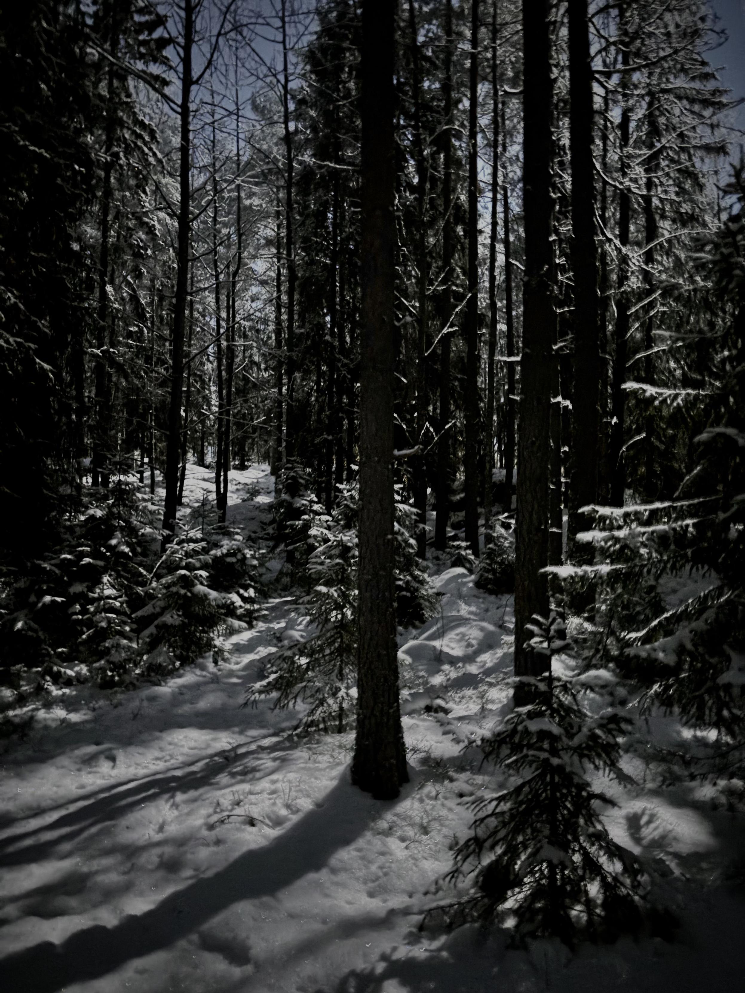 Lumista kuusikkoa sivulta, kuvan ulkopuolelta loistavan täysikuun valossa.