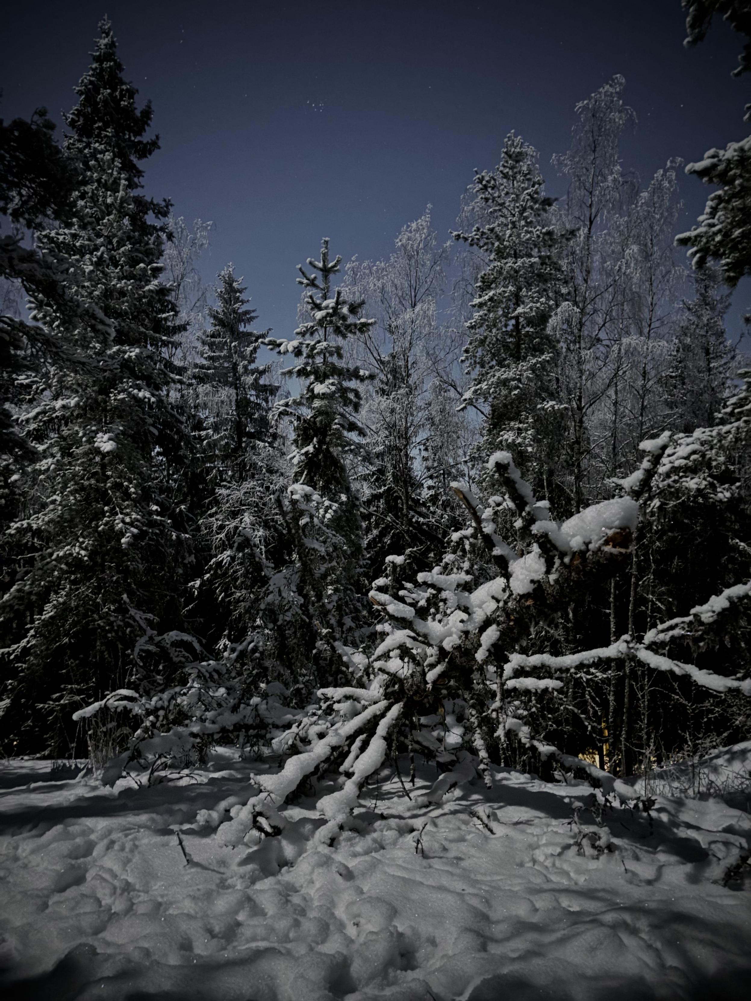 Kaatunut ja suurelta osin jo karsiutunut kuusi kitukasvuisten kalliokuusten ja mäntyjen keskellä kuun loisteessa. Taivaalla erottuu Seulaset.