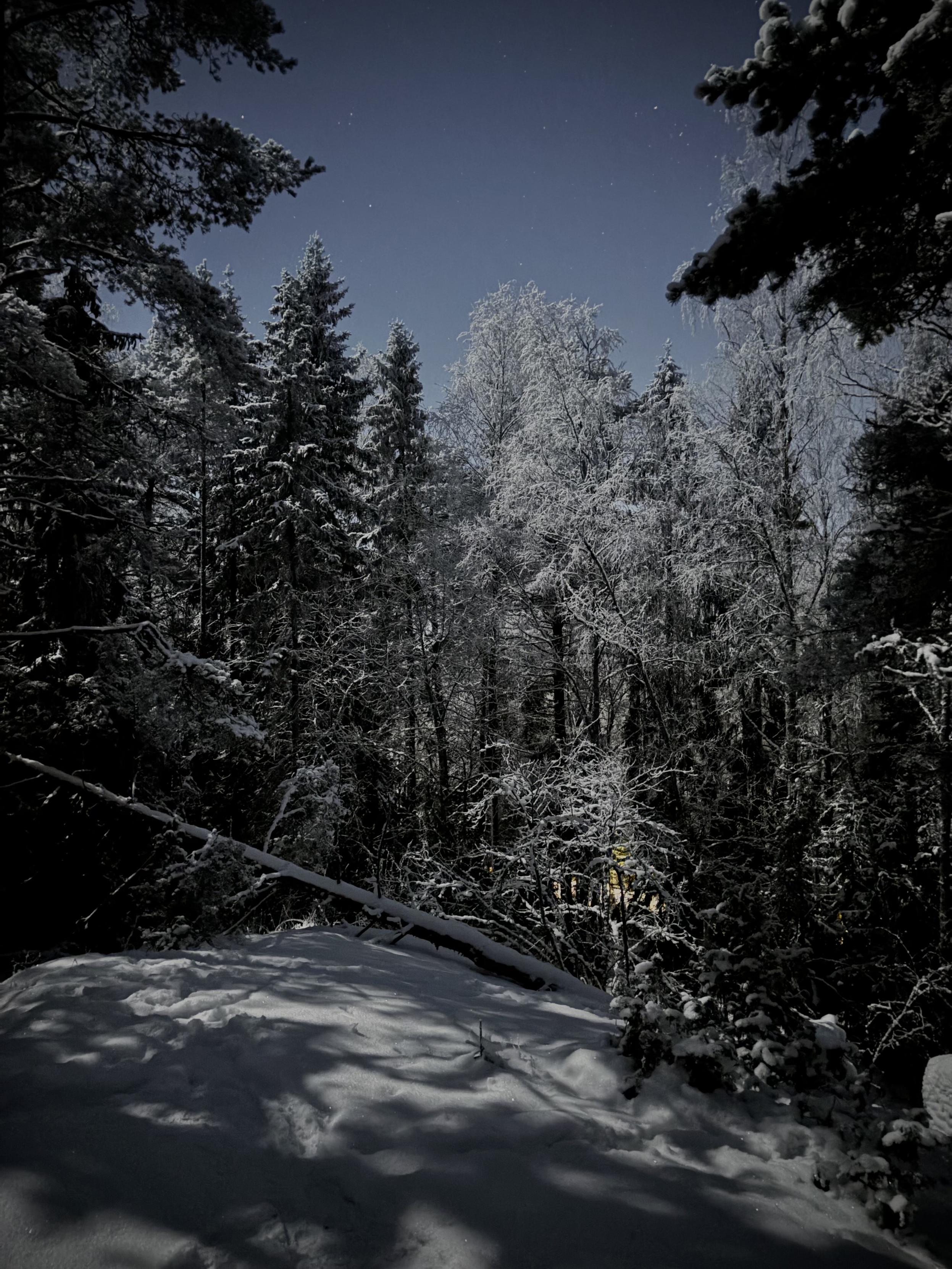 Näkymä alarinteeseen kahden männyn välistä. Huuretisia kuusia ja koivuja.