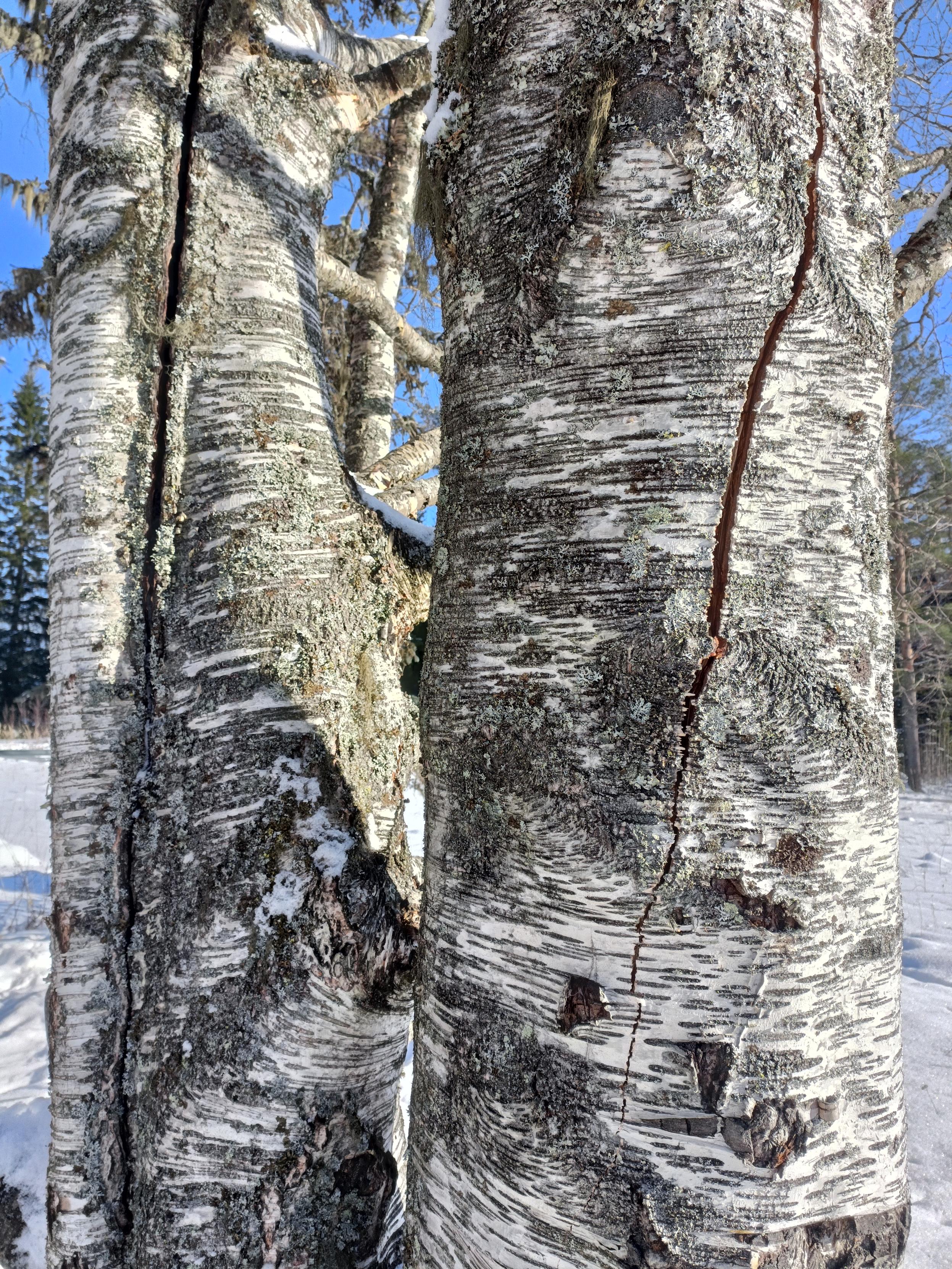 Lähikuva koivun kahdesta paksusta rungosta, joissa toisessa on vanha halkeama, ja toisessa uusi.