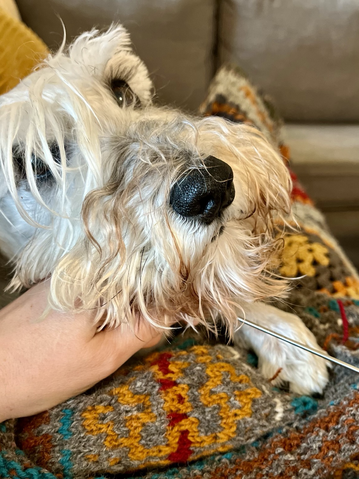 Koira keskeyttää neulomisen