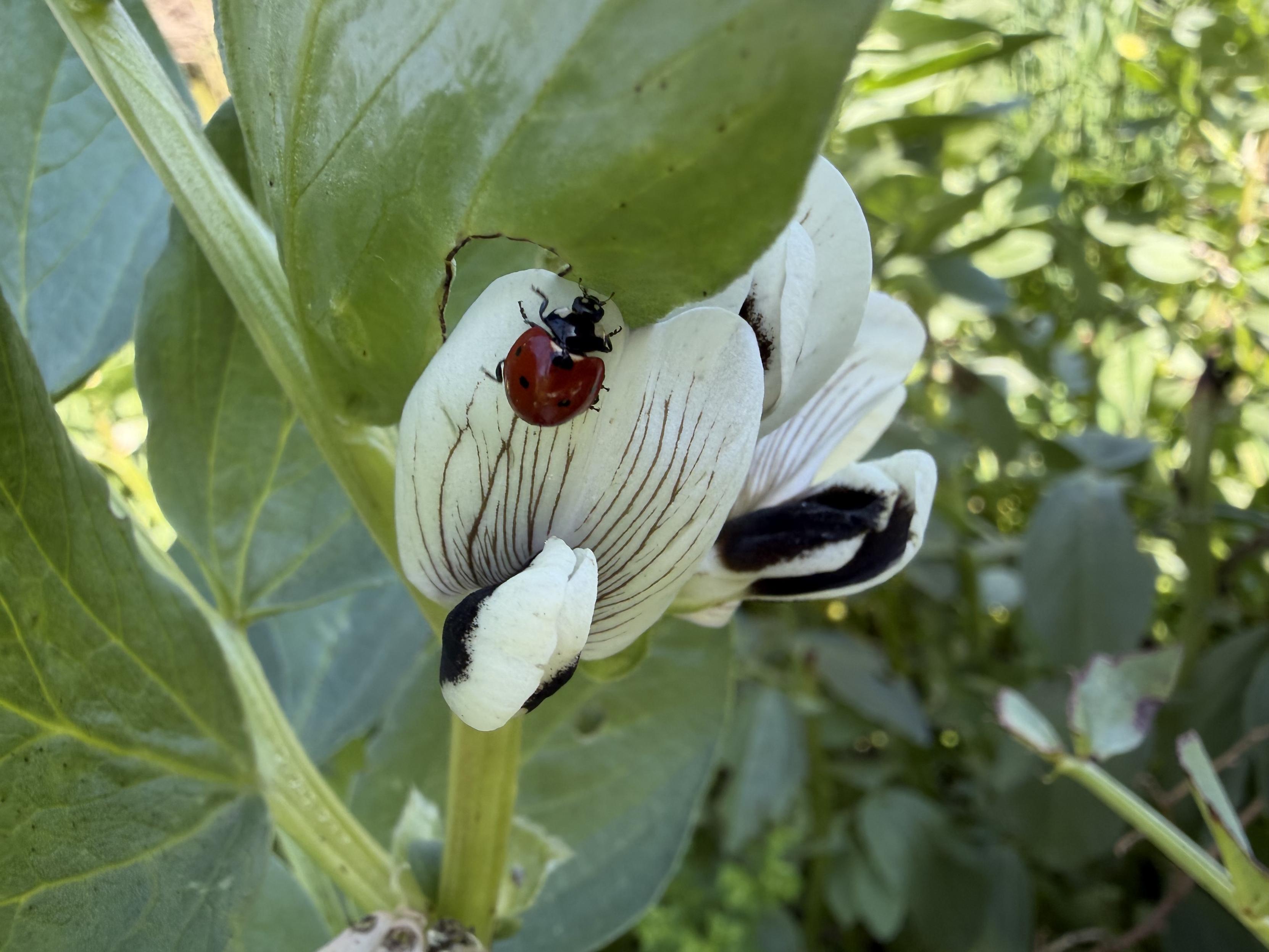 A ladybug on a flower of a fava bean plant. The flower is white and black, quite large compared to the bug. The ladybug looks very round, dark red with black head and upper body part and black dots at its back
