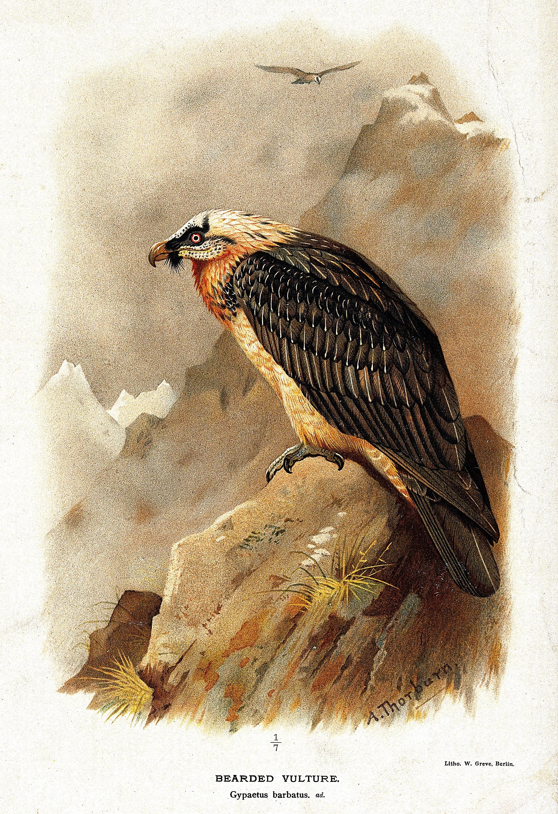 Kuva on kromolitografi, kuvituskuva vanhasta eläinkirjasta, joka esittää kalliolla istuvaa partakorppikotkaa (Gypaetus barbatus) vuoristomaisemassa. Partakorppikotka on iso petolintu, jolla on valkoinen pää ja mustia kuvioita silmien ympärillä. Nimitys tulee siitä, että nokan sivuilla roikkuu mustia höyheniä ja sulkia, jotka näyttävät parralta. Kuvan taustalla näkyy vuorenhuippu, jonka vieressä lentää toinen korppkotka.