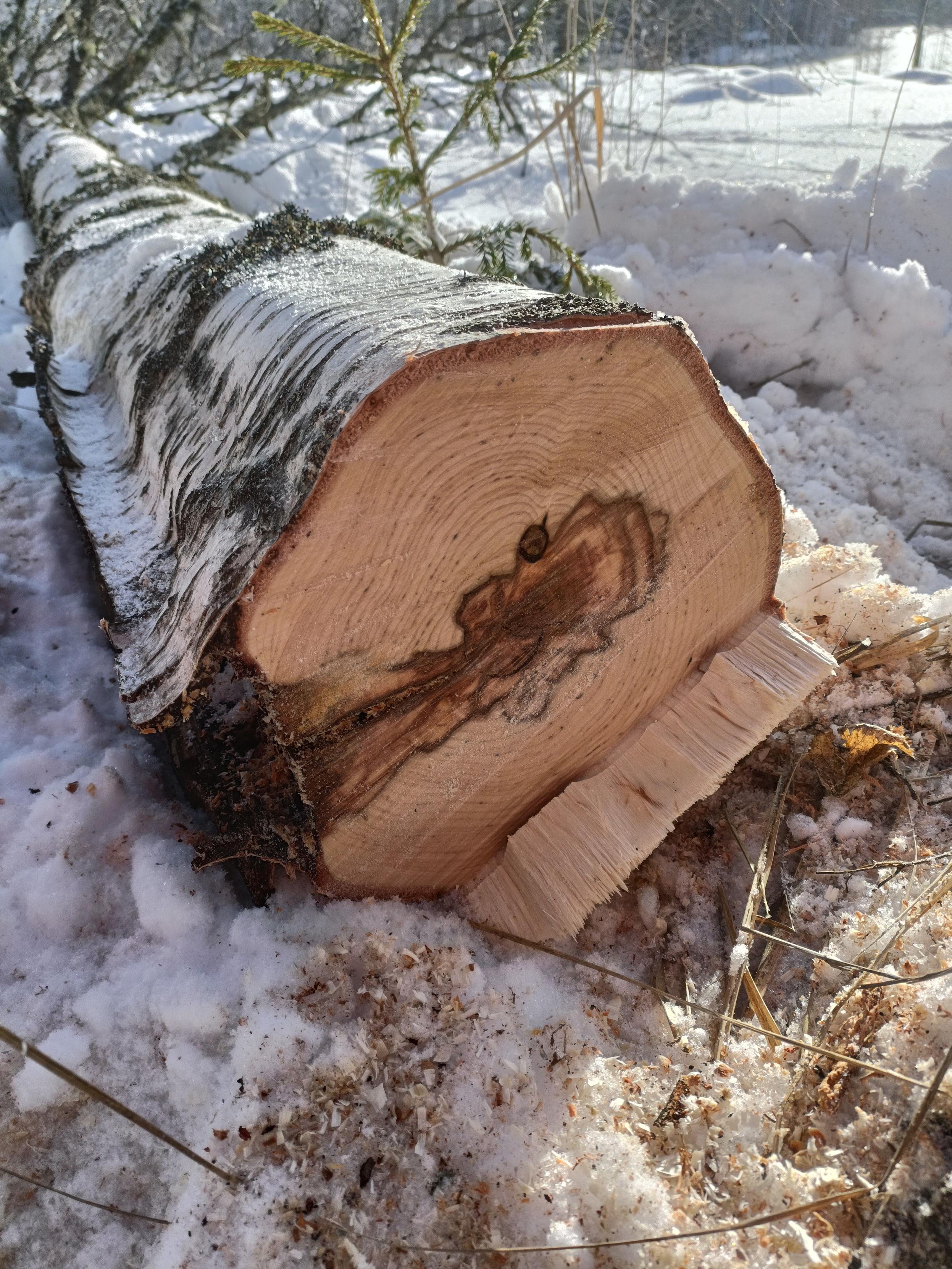 Kuva kaadetun koivun vuosirenkaista ja halkeamasta alkaneesta lahosta, joka näkyy puussa tummempana kohtana.