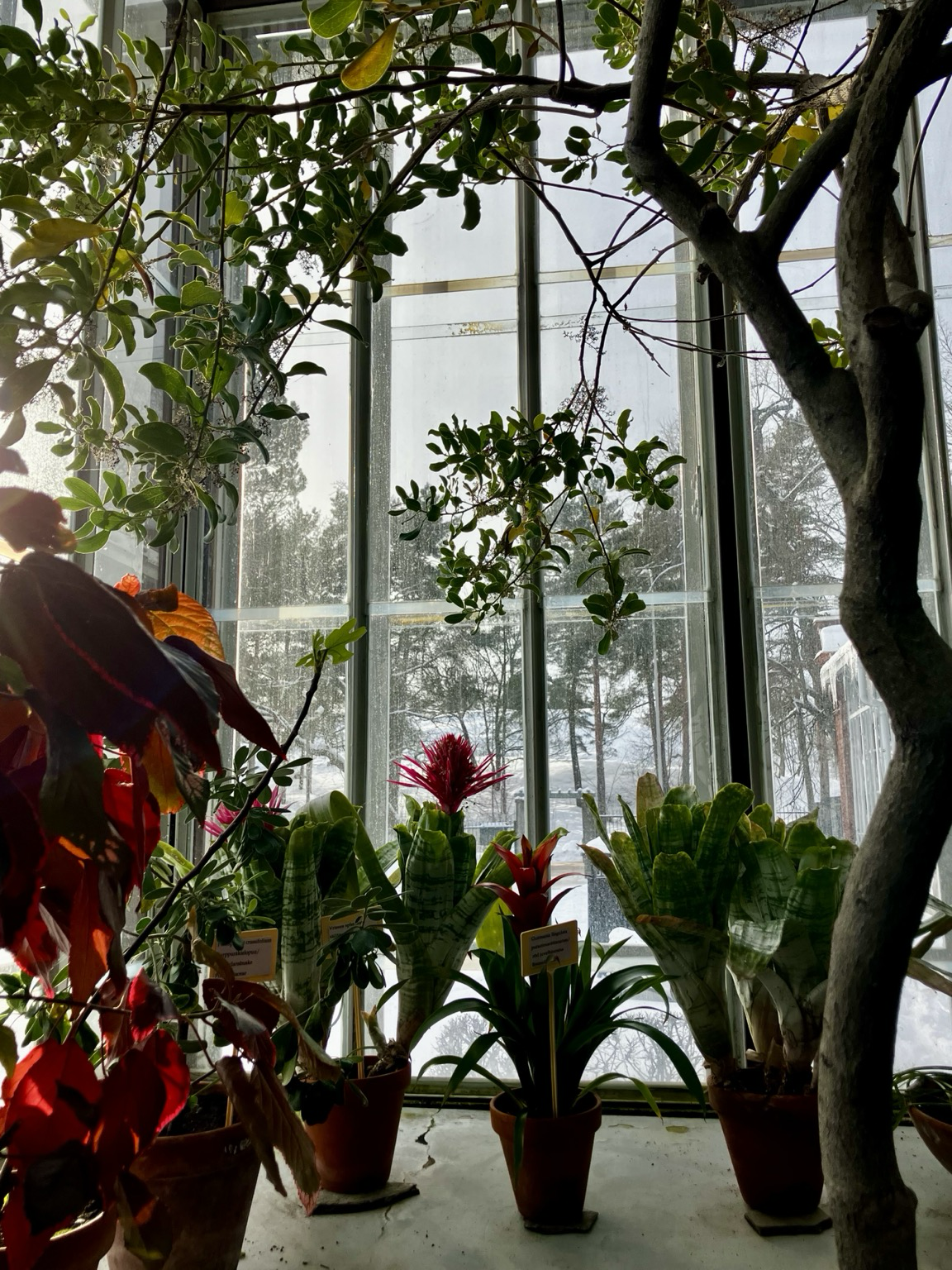 Näkymä lumen peittämiä mäntyjä kohti Talvipuutarhan eksoottisten kasvien lomasta. Vasemmalla punalehtinen kissanhäntä, keskellä timanttiananas ja oikealla eebenpuu.