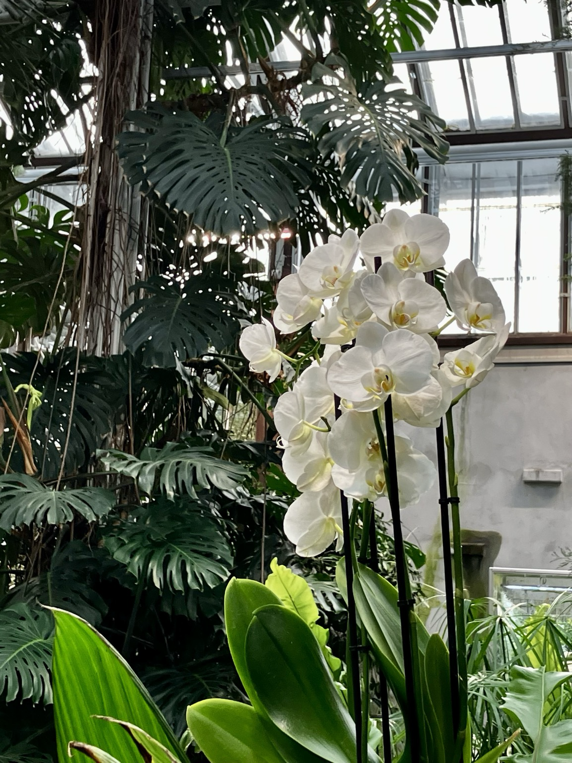 Etualalla valkoinen orkidea, taustalla valtava monstera ja valoisia kattoikkunoita.