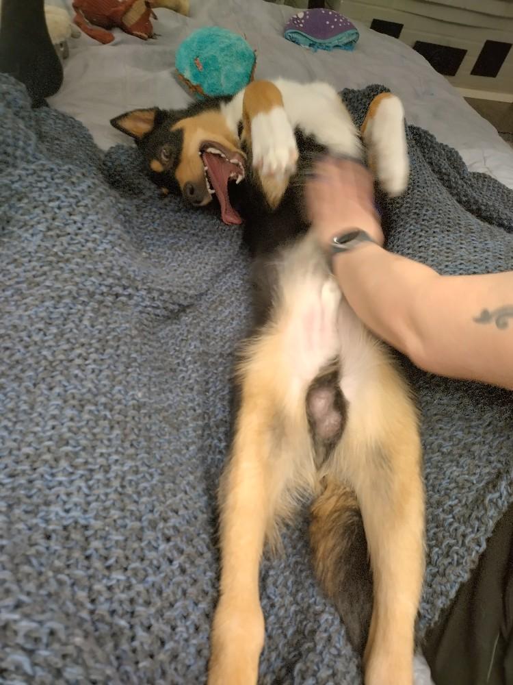 Valokuva: lapinporokoira Riimu köllii selällään kieli suusta roikkuen