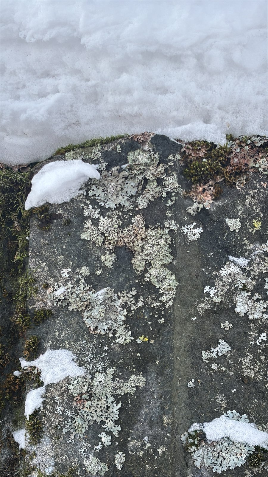 Lichen on rock wall covered by snow