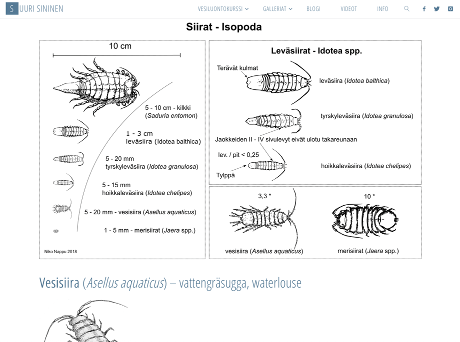 Nettisivuilla ollut klikattava määrityskaava siiroille.