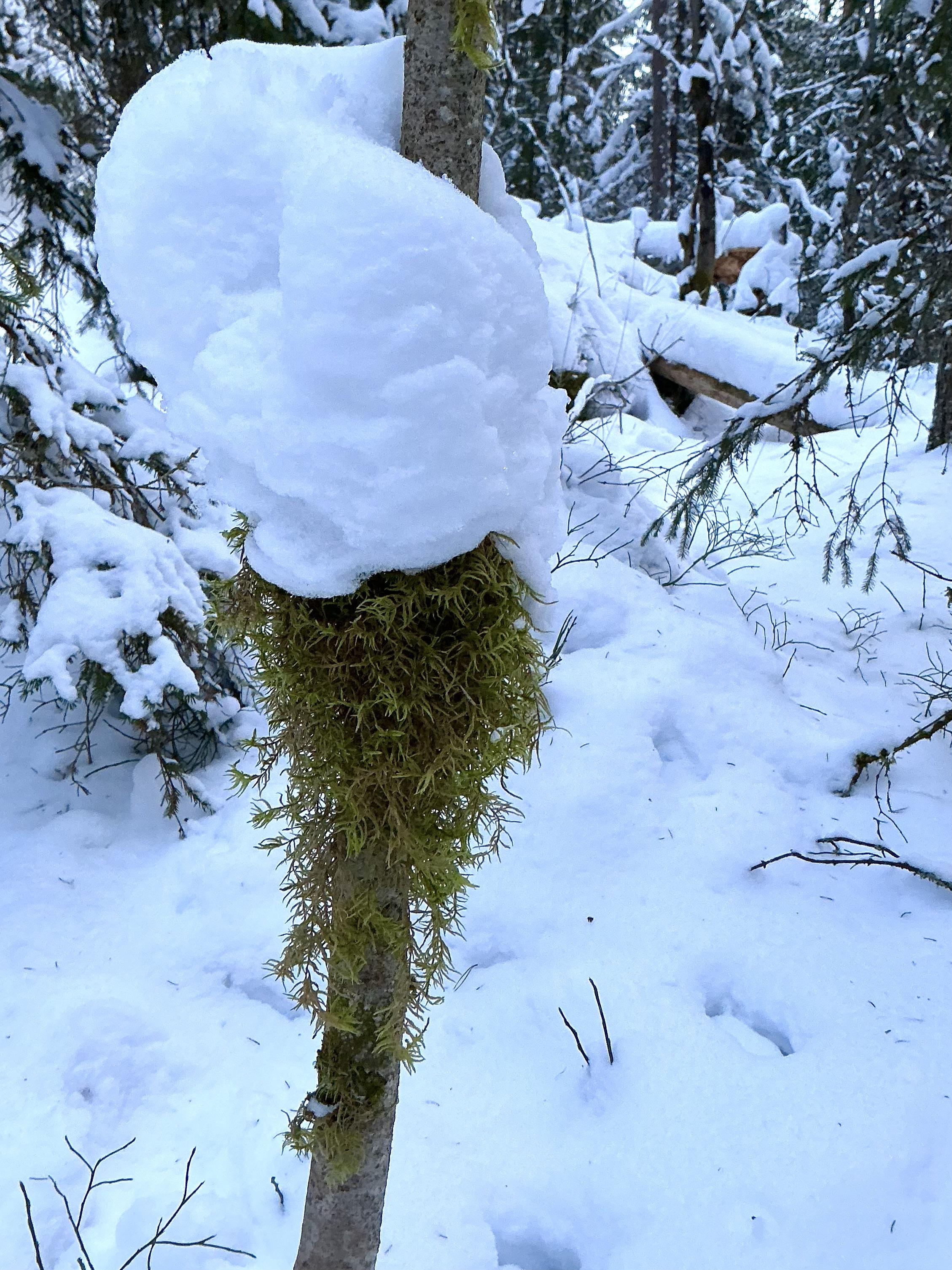 Sammalta ohuella puunrangalla ja päällä tukeva lumipaakku