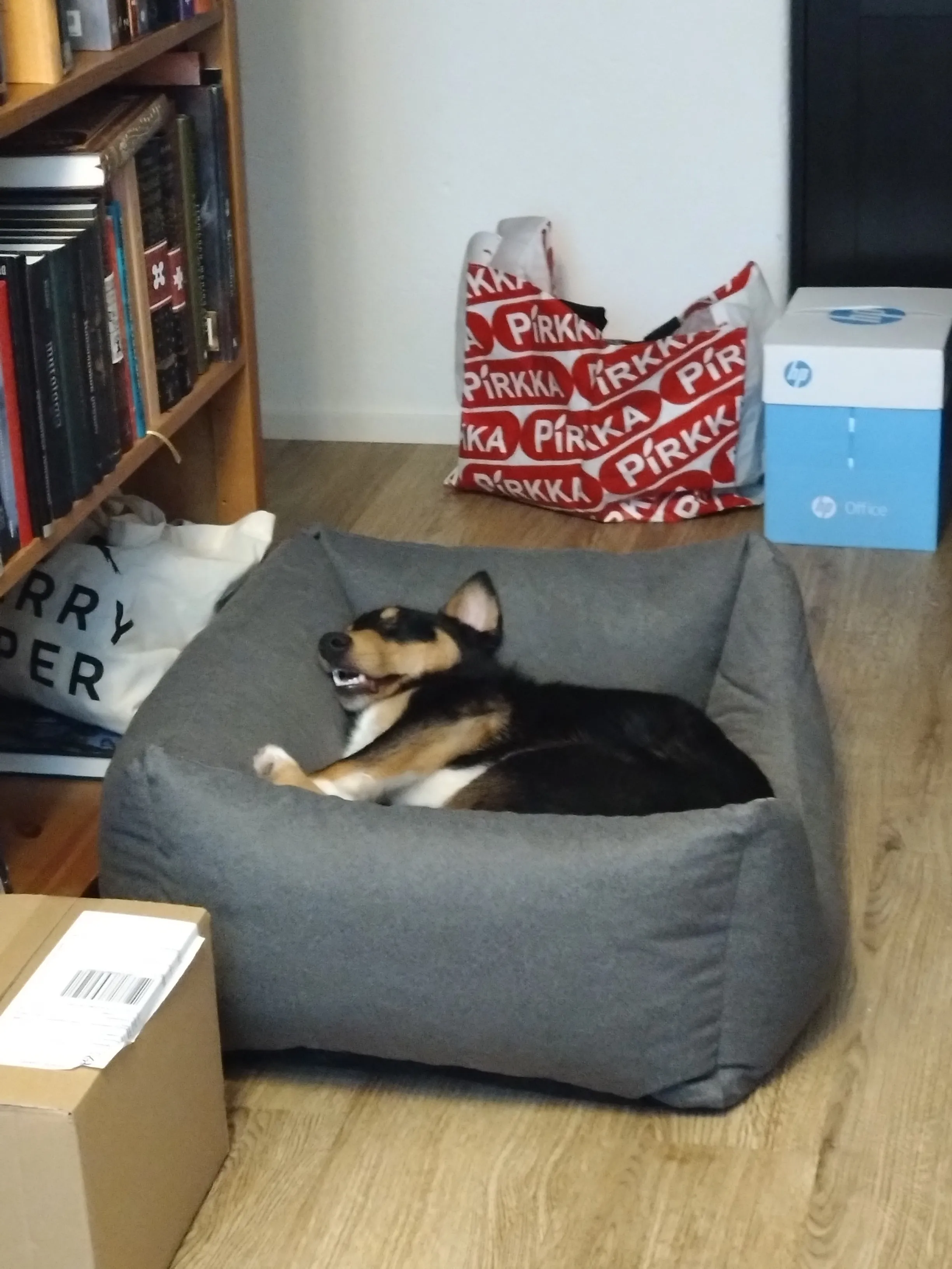 Koira nukkumassa harmaalla pedillä, suu hieman raollaan.