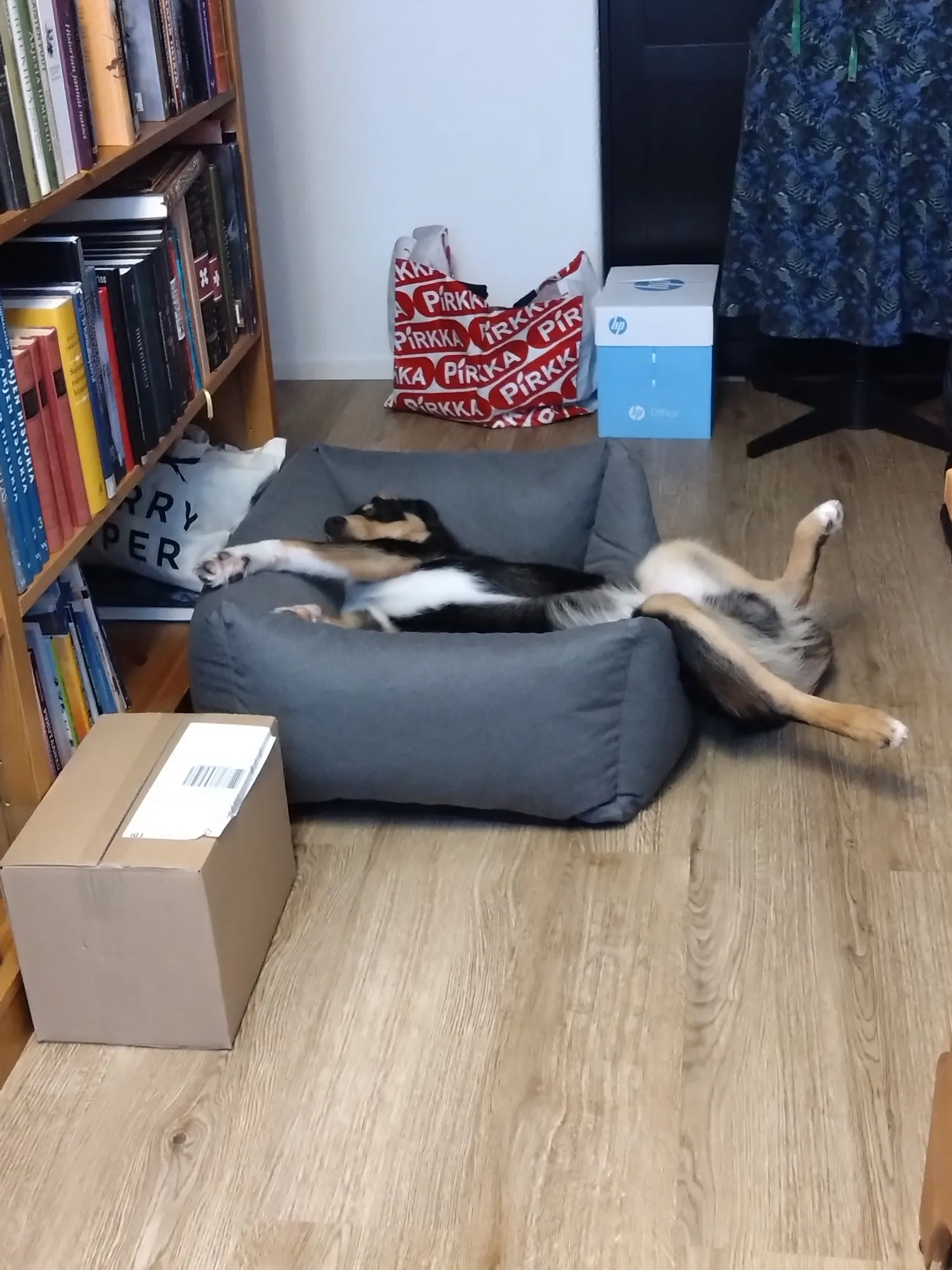 Koira nukkumassa harmaalla pedillä, mutta takajalat retkottavat pedin ulkopuolella.