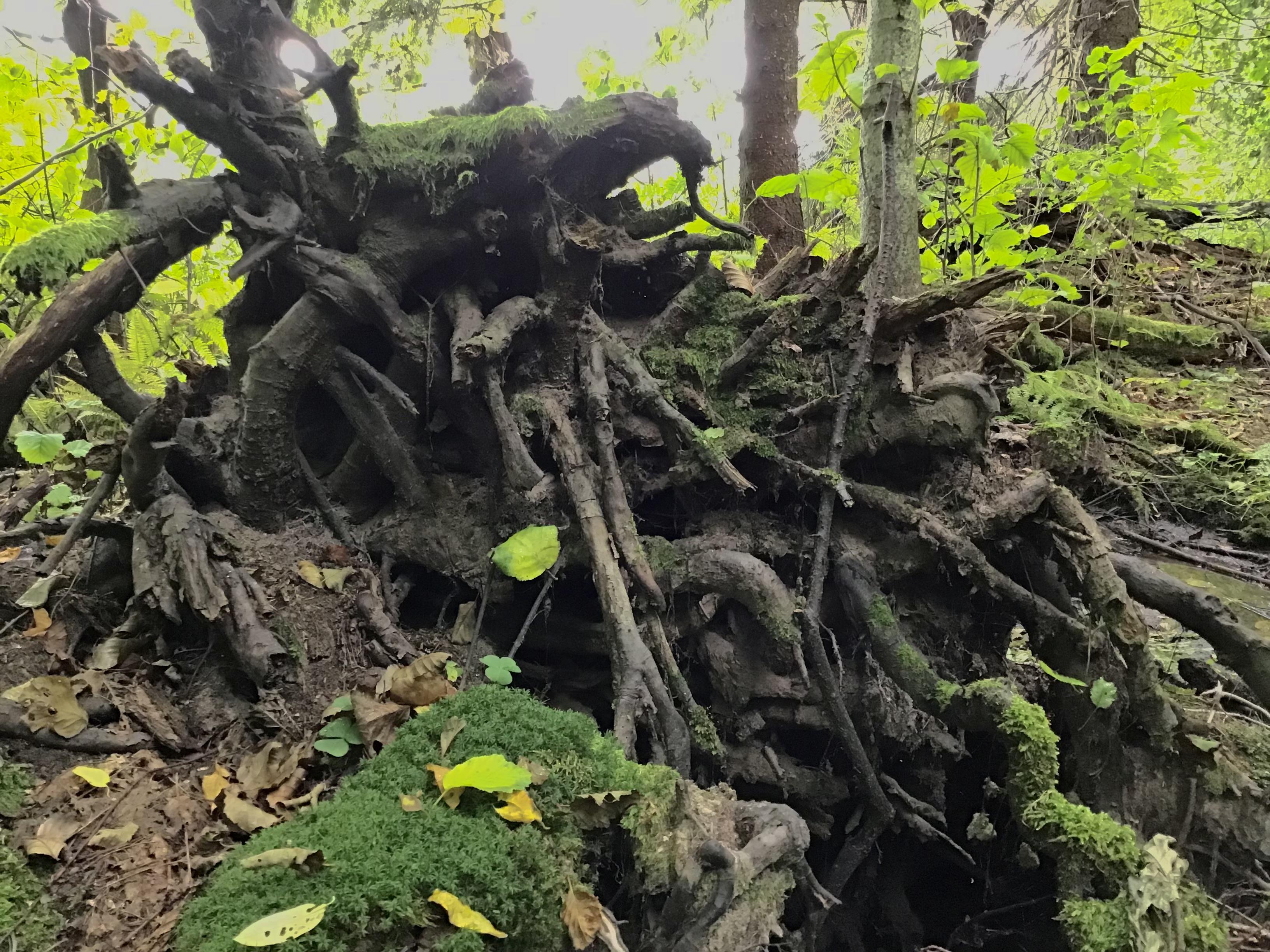 Roots of a fallen tree in an apparently old forest, covered partly by moss.