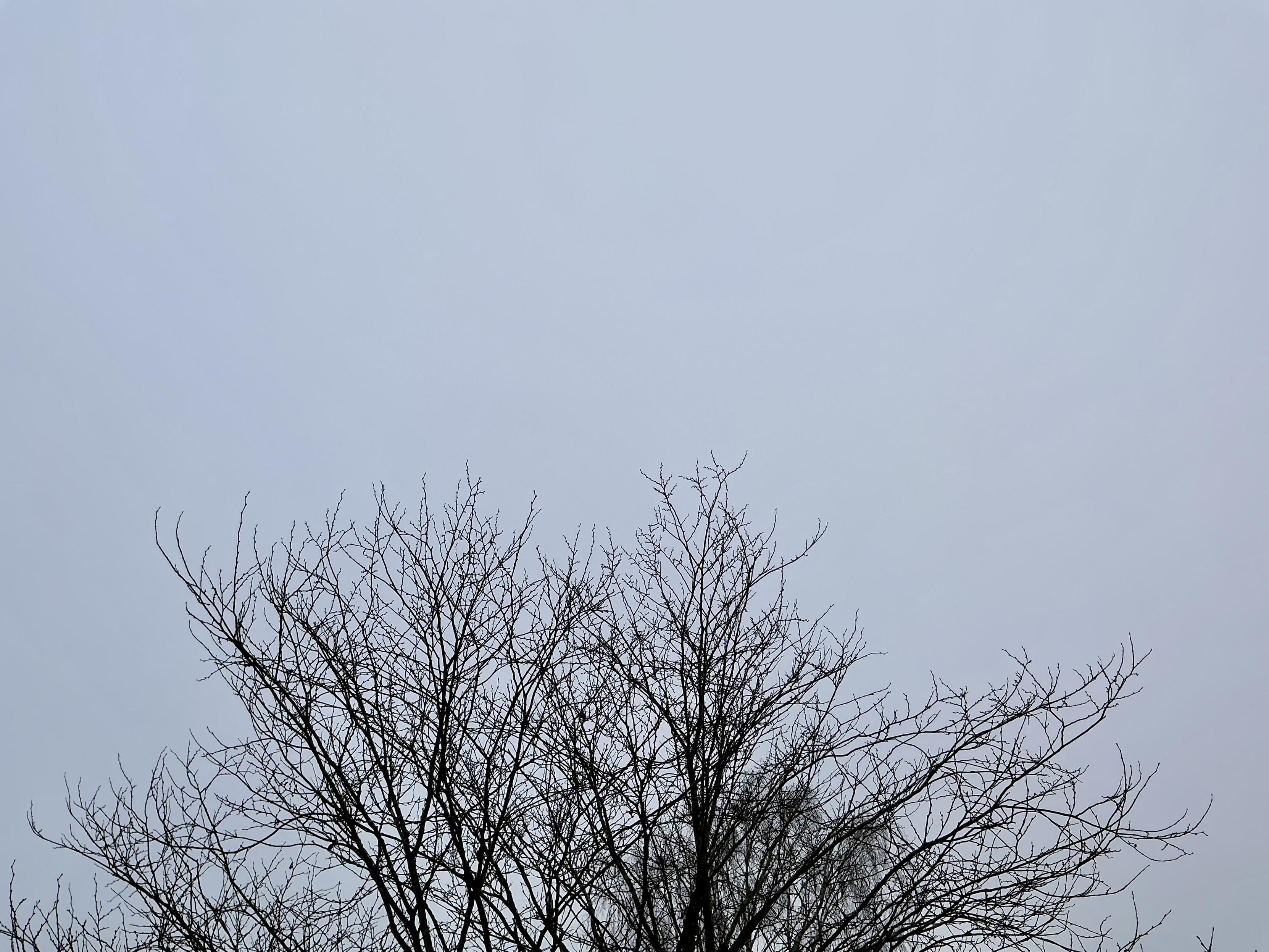 Ciel nuageux tout gris (et un arbre sans feuilles)