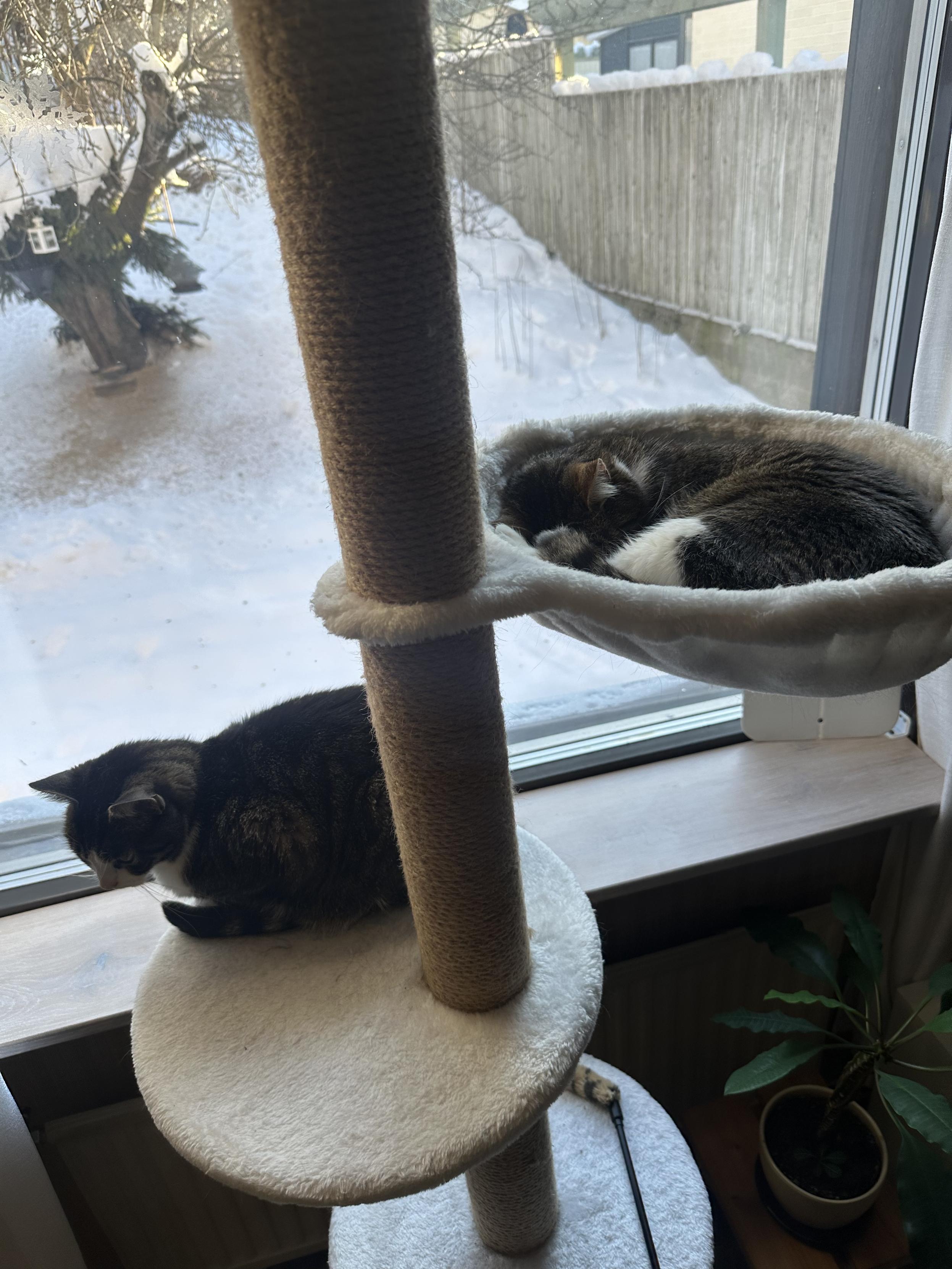 Two cats on a climbing tree, one sleeping in a pouch and the other one can barely keep their eyes open on a platform.