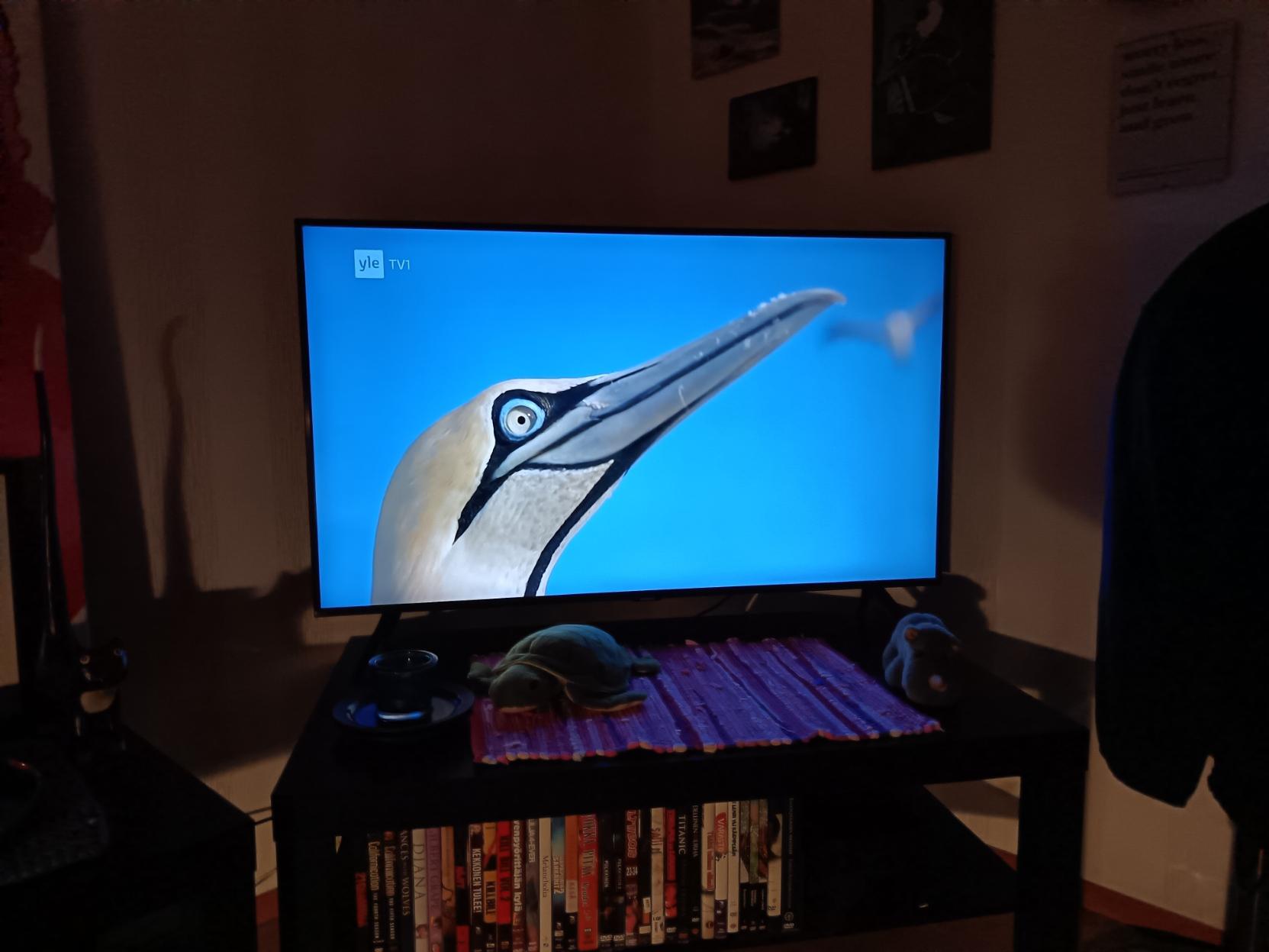 televisiokuvassa kapinsuulan sivuprofiili.