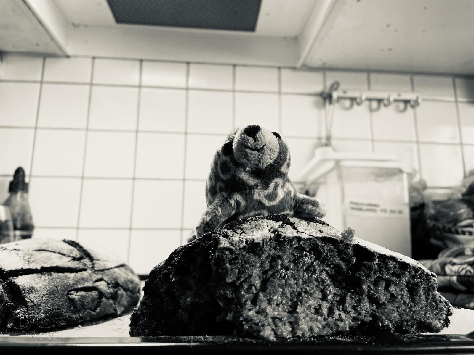 Sähköhellan päällä on paistinpelti, jossa on kaksi ruislimppua. Toinen limpuista on leikattu siten, että sen kuohkea sisus ja poikkileikkaus näkyy katsojaan päin. Limpun päällä on saimaannorppapehmolelu, joka näyttää hymyilevän iloisesti.