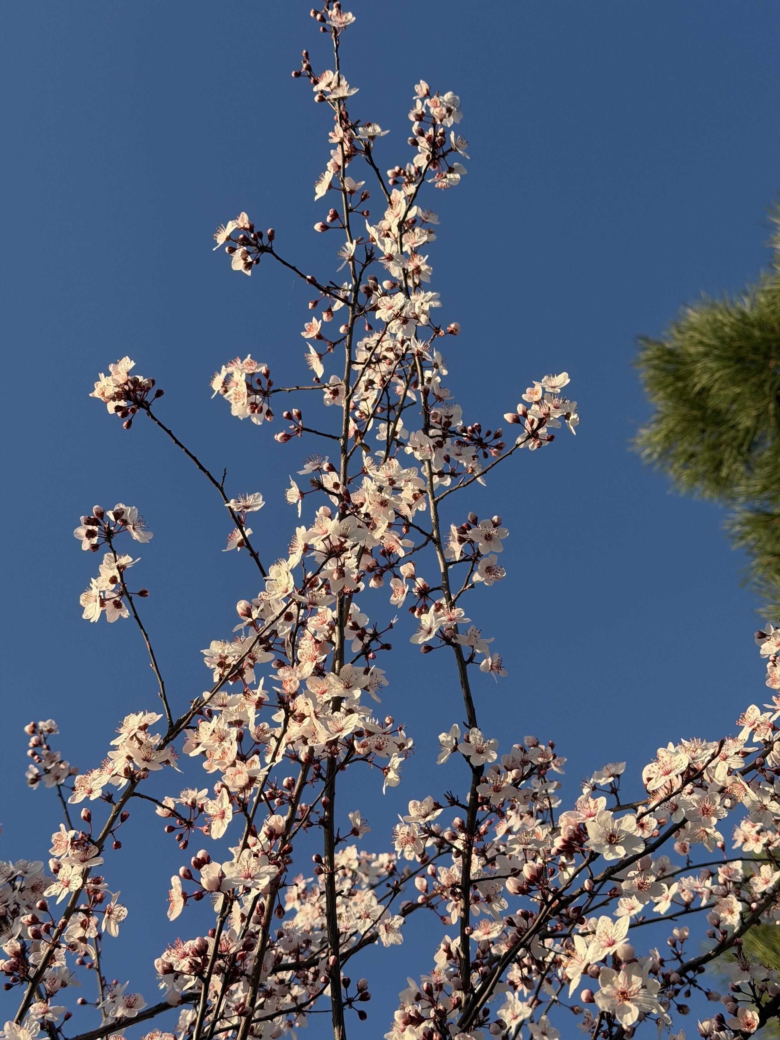 Blooming cherry plum branches against deep blue skies. The flowers are small and seem pink-ish because of the centers, even though the petals themselves are actually white