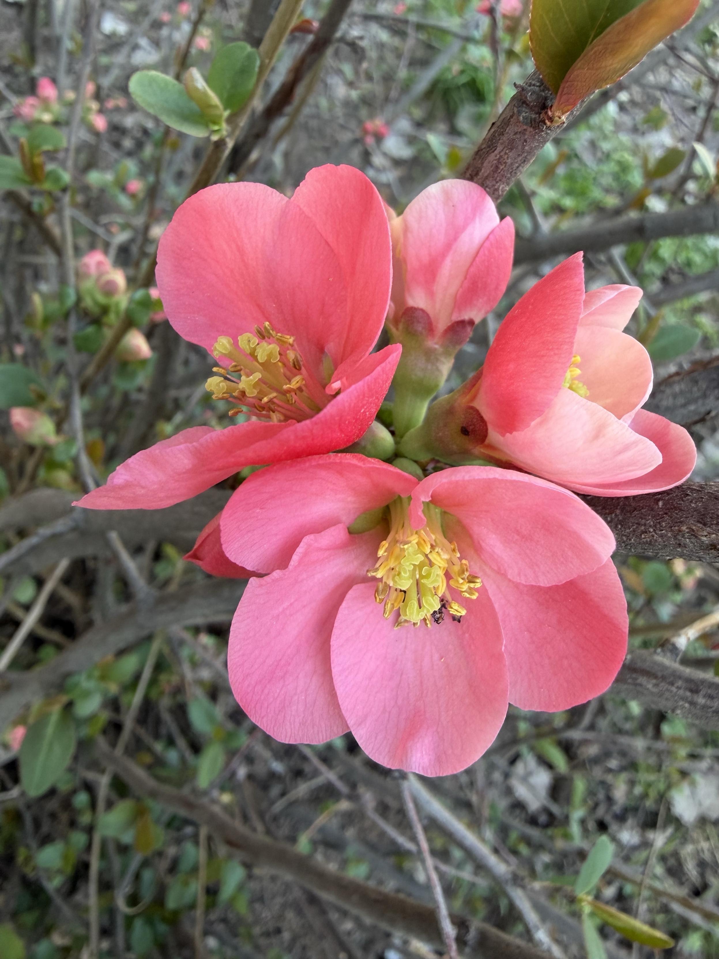 A close shot of a bloom of Japanese quince. The flowers are of the most beautiful warm pink petals and bright yellow stamens. Everything around looks dull and grey compared to the flowers