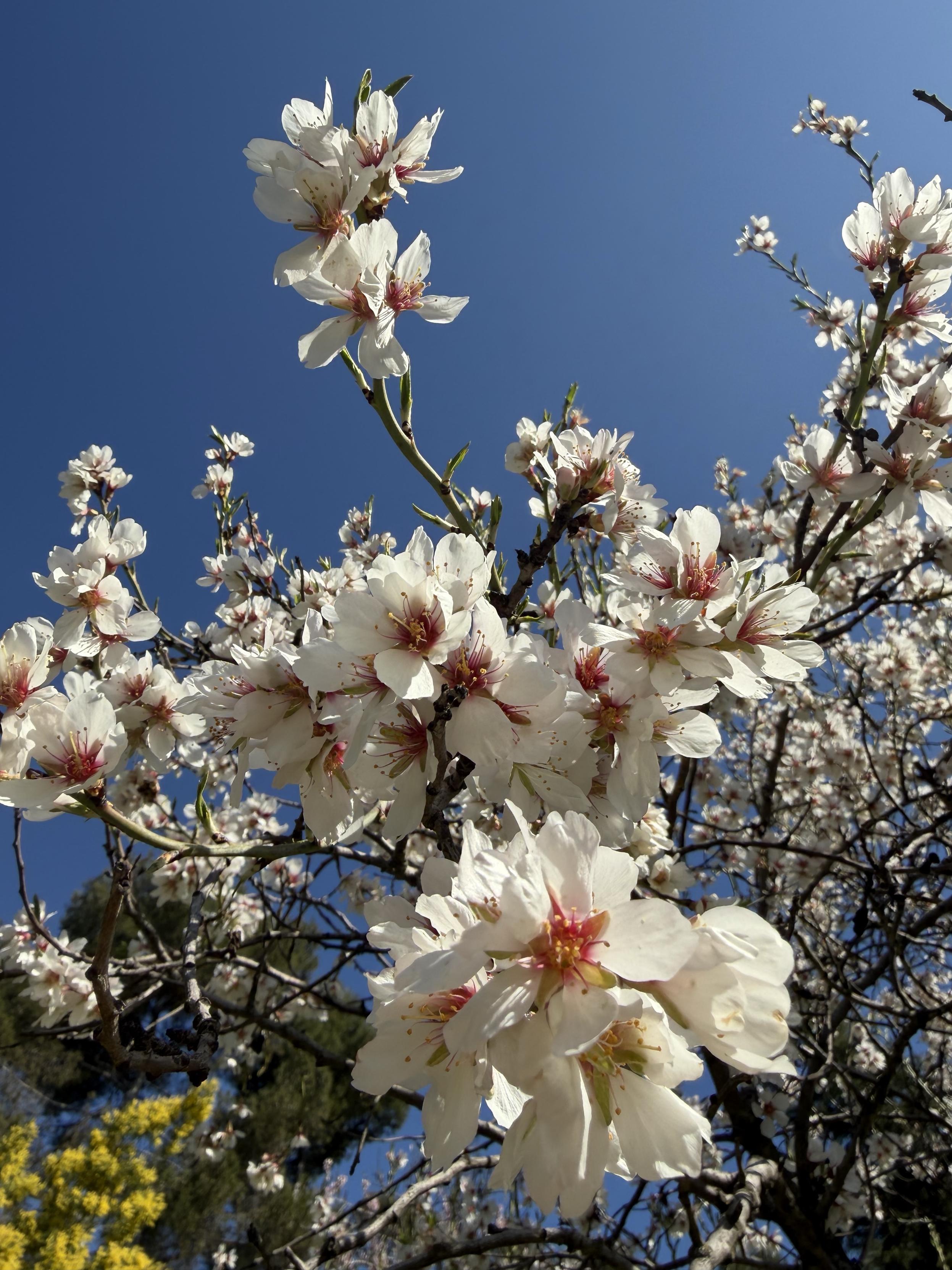 Almonds blooming. A close shot of a blooming almond branch against blue skies. The bloom of this variety is white, large and abundant. There are yellow mimosa and some kind of pines in the background