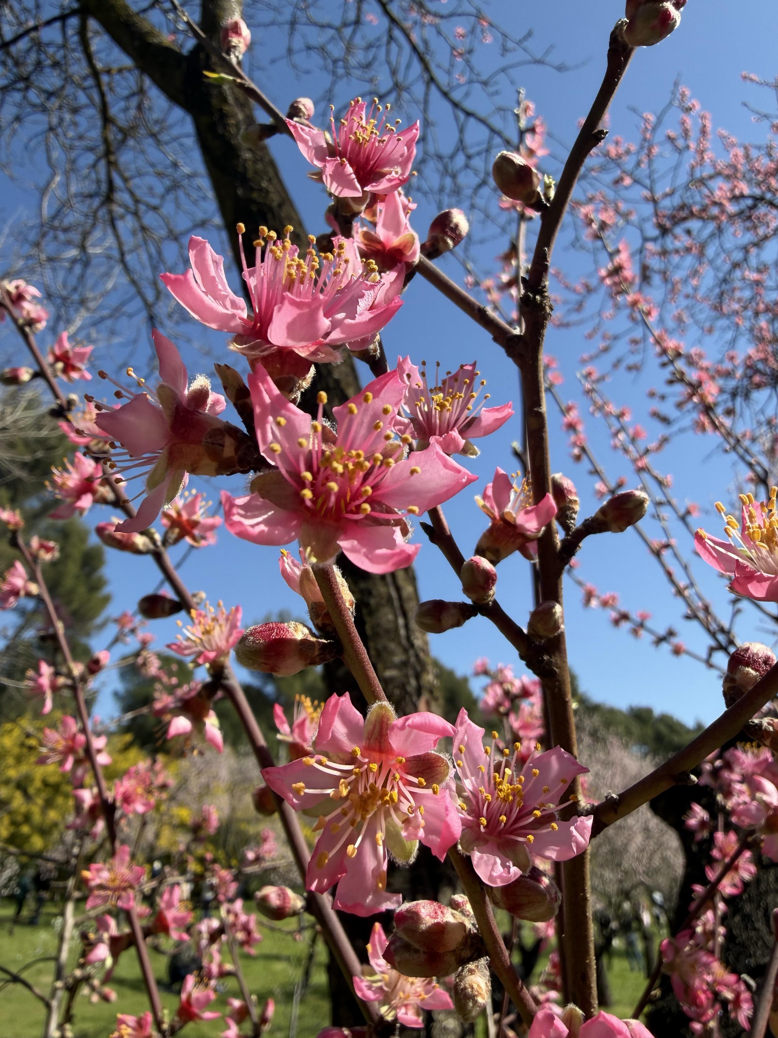 Bright pink bloom on a peach tree branch against blue skies with a garden of almonds and mimosas on the background
