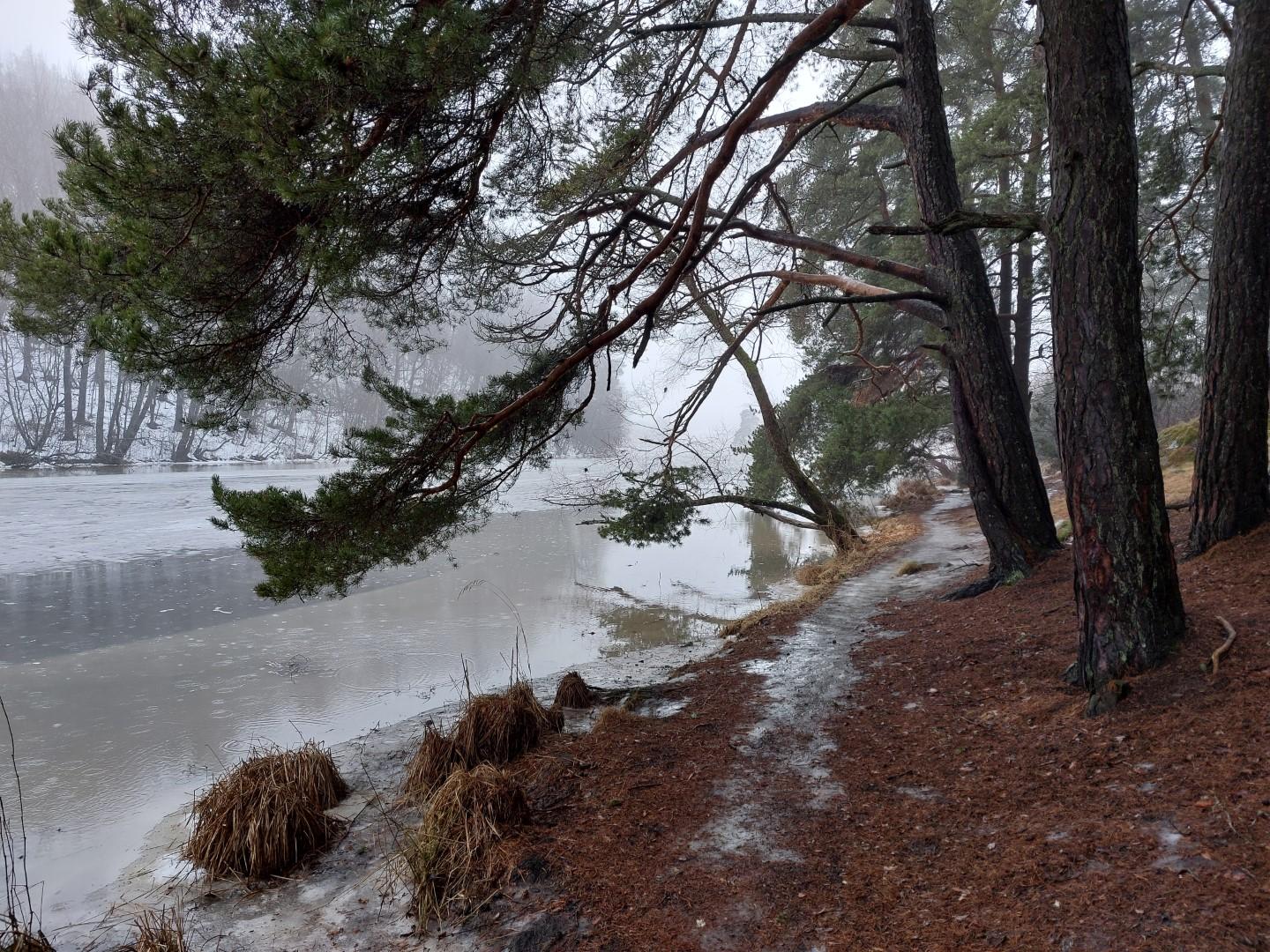 Näkymä Virnamäenpuiston laidalta Aurajokea alespäin. Oikealla mäessä isoja ja vanhoja mäntyjä, joiden oksia kurkottaa jäisen veden ylle. Sulassa kohdassa näkyy kevyitä maaliskuun alun vesipisaroita. Polku on jäinen ja tienoo sumuinen. Ai että!